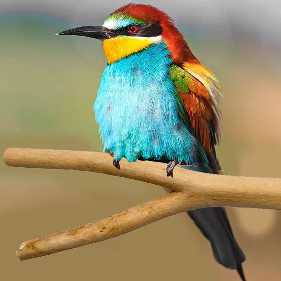 Naturalny zestaw drążków do siedzenia dla ptaków, stojąca klatka, akcesoria do siedzenia do klatek, drążki do siedzenia dla papużek falistych, akcesoria do papużek falistych