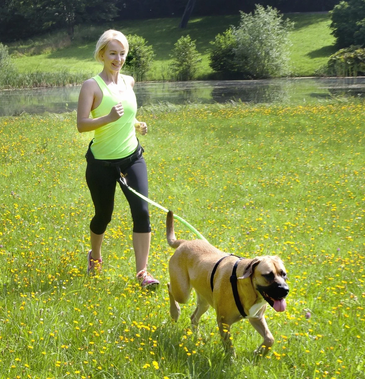 DINGO Pas Canicross 4 w 1, uniwersalny, regulowany, bezpieczny, odblaskowy, wielofunkcyjny, bez użycia rąk, do biegania, uprawiania sportu, joggingu, treningu, czarny (12780-2)