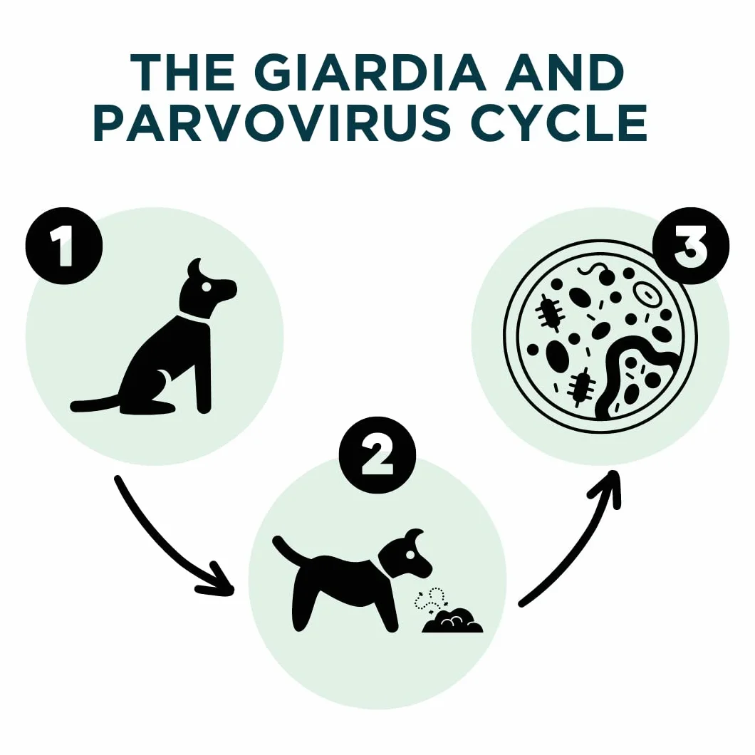 2 Accudoctor Giardia Parvo Giardia Parvo szybki test 2 w 1 + parwowiroza – szybki test Giardia Parvo – niezawodny szybki test w przypadku biegunki i dolegliwości żołądka – w zestawie instrukcja (może