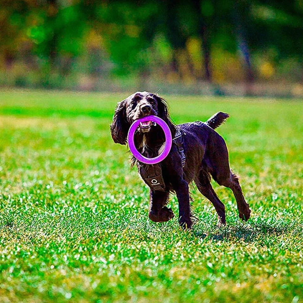 Ferplast Gra dla psów, pierścień szkolenia psów do żucia, do biegania, skakania, strzelania, mocnego materiału toksycznego, pływającego, PULLER MIDI, gry dla małych i średnich psów, zestaw 2