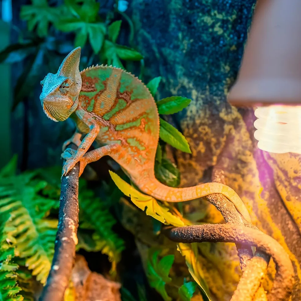 Exo Terra 25 W Reptile UVB Tropikalna żarówka terrarium, biała