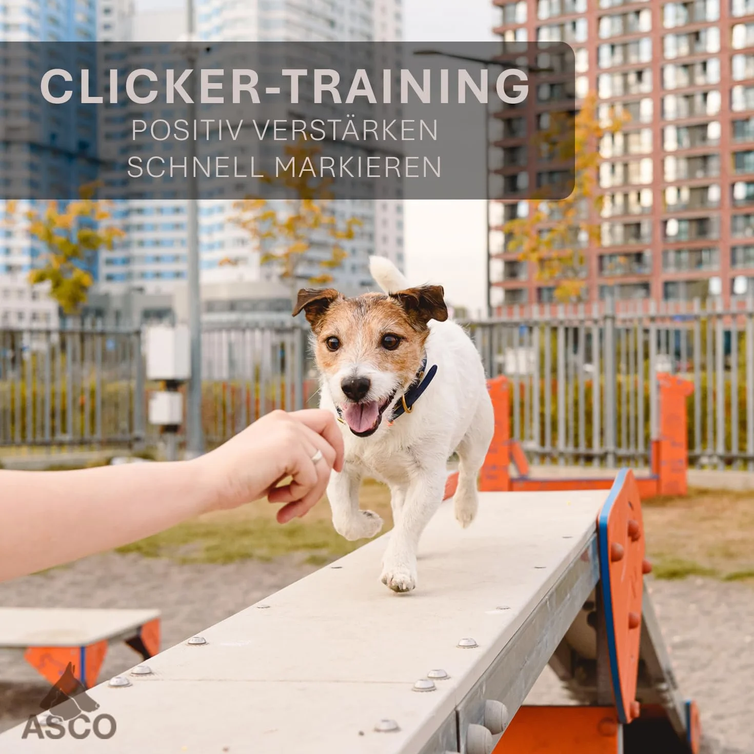 ASCO Clicker Premium Clicker, kliker dla psa do profesjonalnego treningu na kliker z elastyczną taśmą, niebieski AC04PA