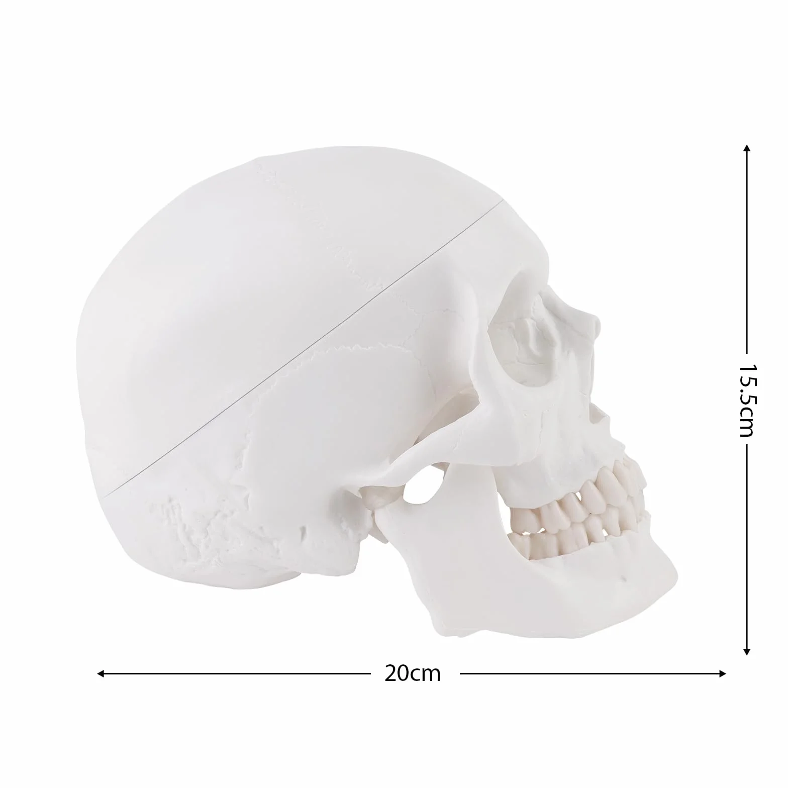 ERWEY Anatomiczny model czaszki szkielet model do nauki anatomii ，Biała