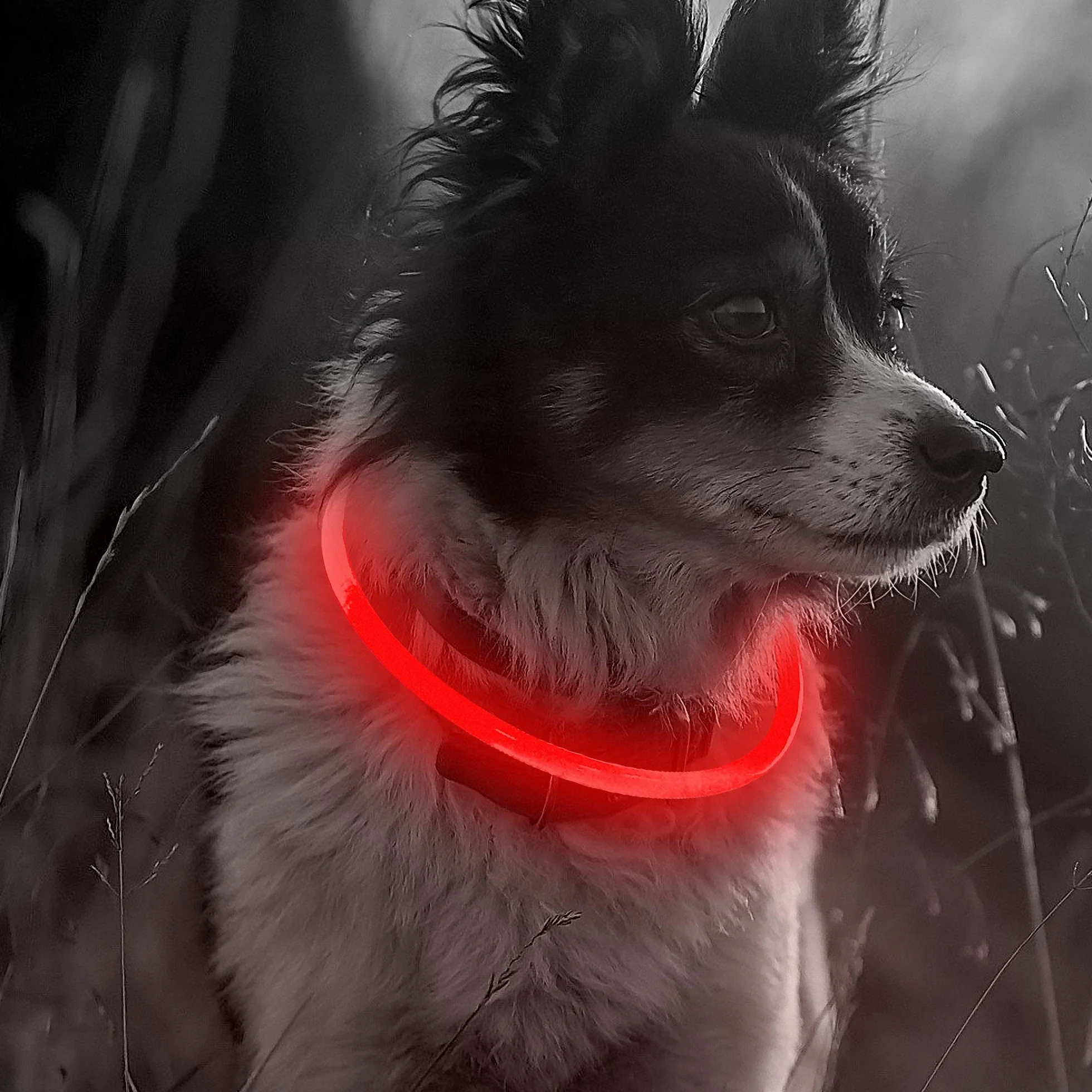 ELANOX LED obroża dla psa do ponownego ładowania USB uniwersalna obroża świetlna (czerwona)