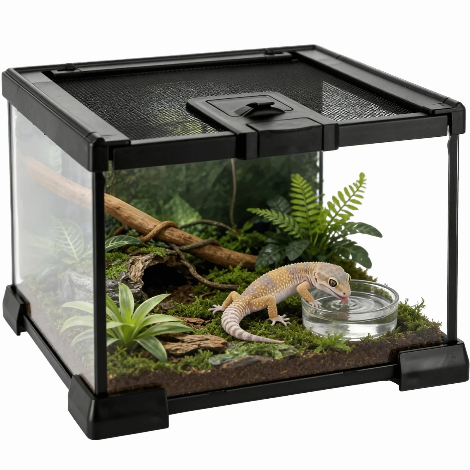 Szklane terrarium dla gadów, 20 x 20 x 14,5 cm, zbiornik do wiwarium z lasem deszczowym, pełny widok, klatka dla płazów, dla żółwi, gekonów, żab, krabów pustelników, nie wymaga montażu