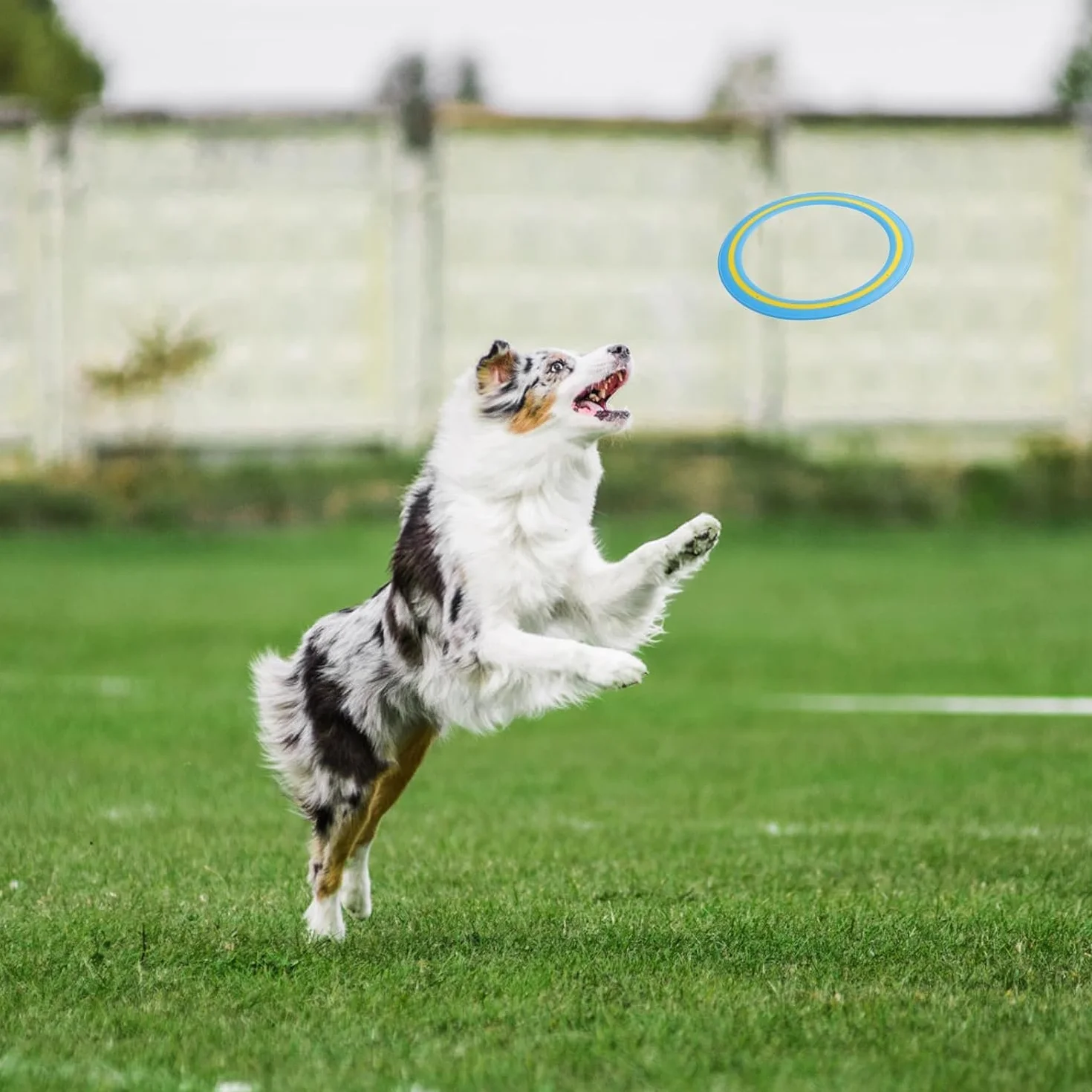 Pierścień do rzucania frisbee 25 cm, pierścień do rzucania do treningu psów, dysk frisbee jako aktywność rodzinna na świeżym powietrzu, latający dysk do basenu, podwórka, plaży, rodzinnej