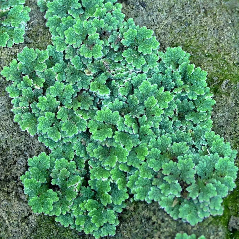 Azolla filiculoides (Water Velvet) -x10 - roślina akwariowa