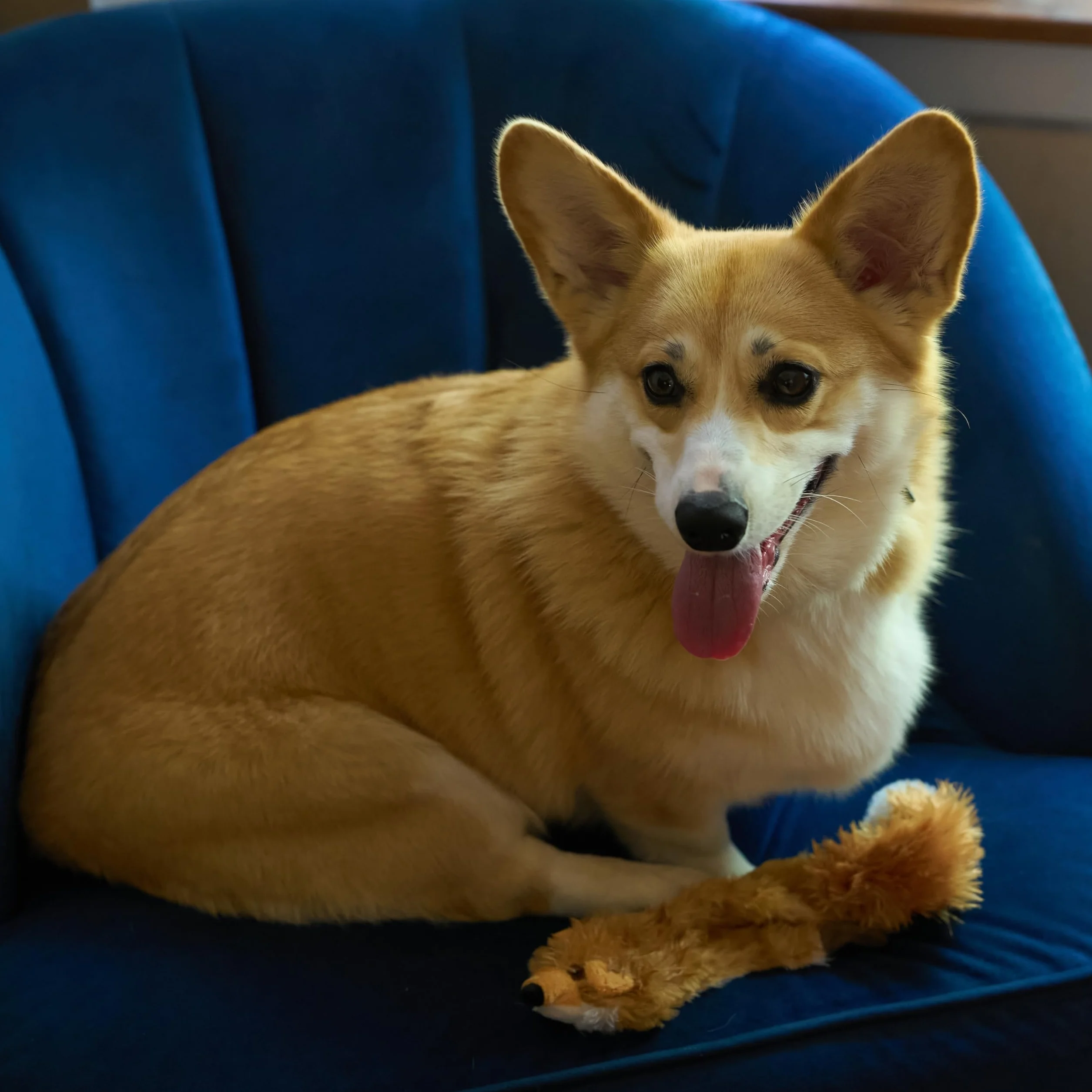 SPOT Mini Skinneeez Fox - beznadziewna zabawka dla psa z piszczałką - bez farszu piszcząca zabawka dla psów i szczeniaków, niewypchana zabawka do żucia dla małych i średnich ras, 1 szt