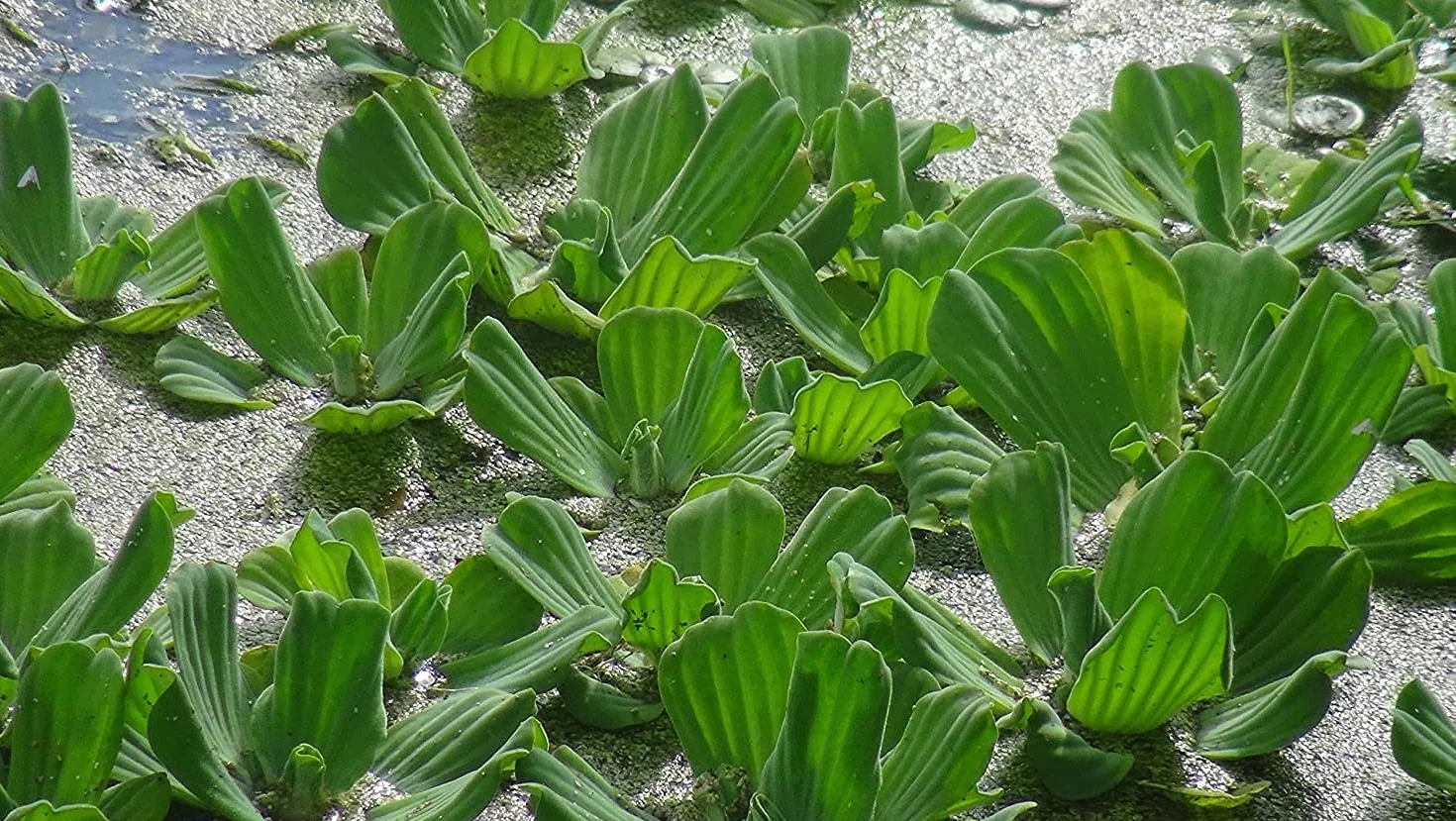 Lincolnshire Pond Plants Ltd - Wodne rośliny stawowe 3 x sałata wodna (Pistia stratiotes). 7-10 cm pływająca roślina akwariowa