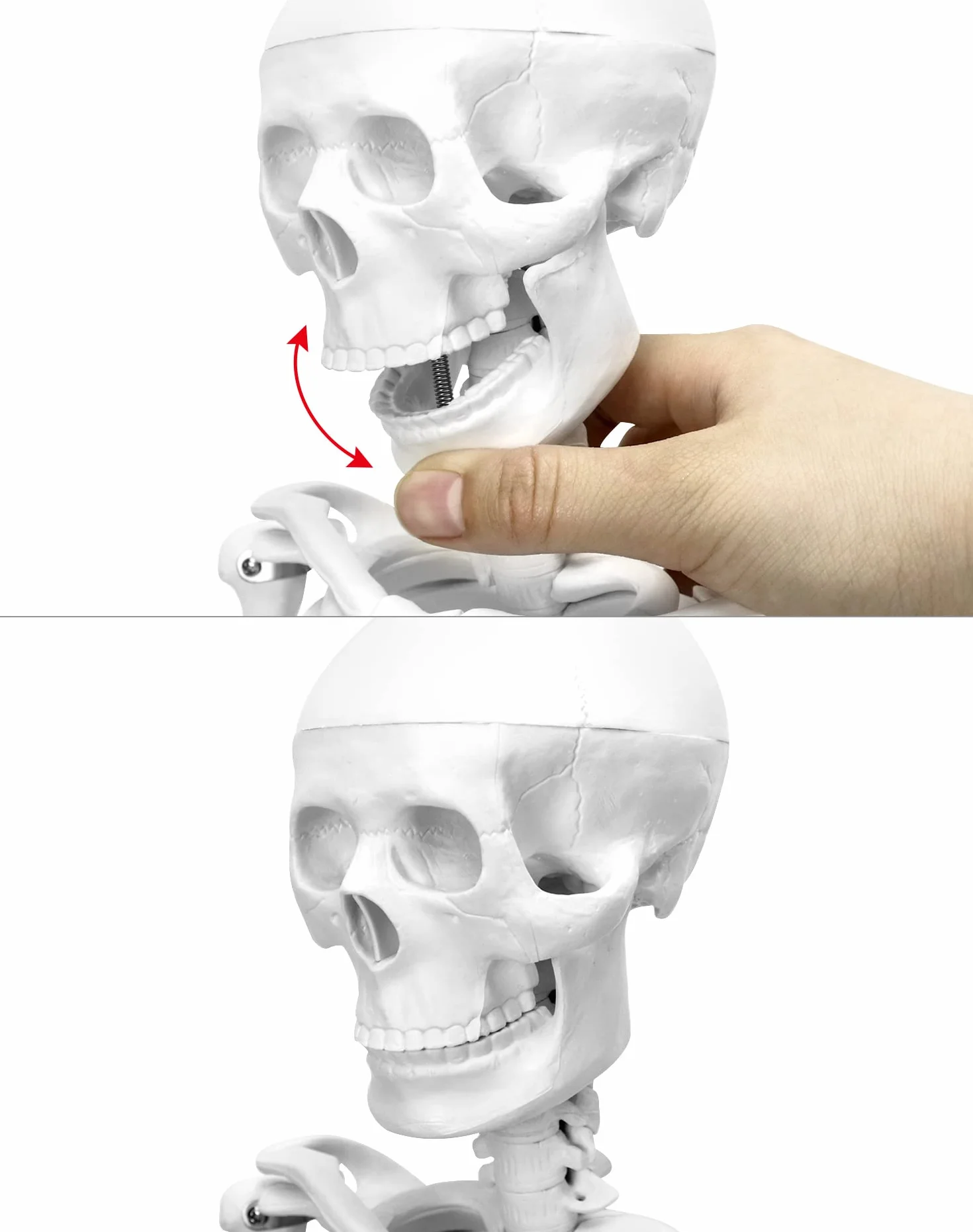 QWORK Model anatomiczny szkieletu człowieka 85 cm narzędzie do nauczania medycznego