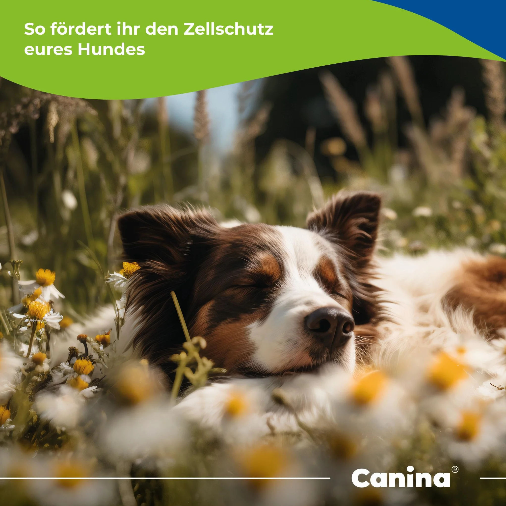 Canina Canizeck Plus tabletki, 270 g