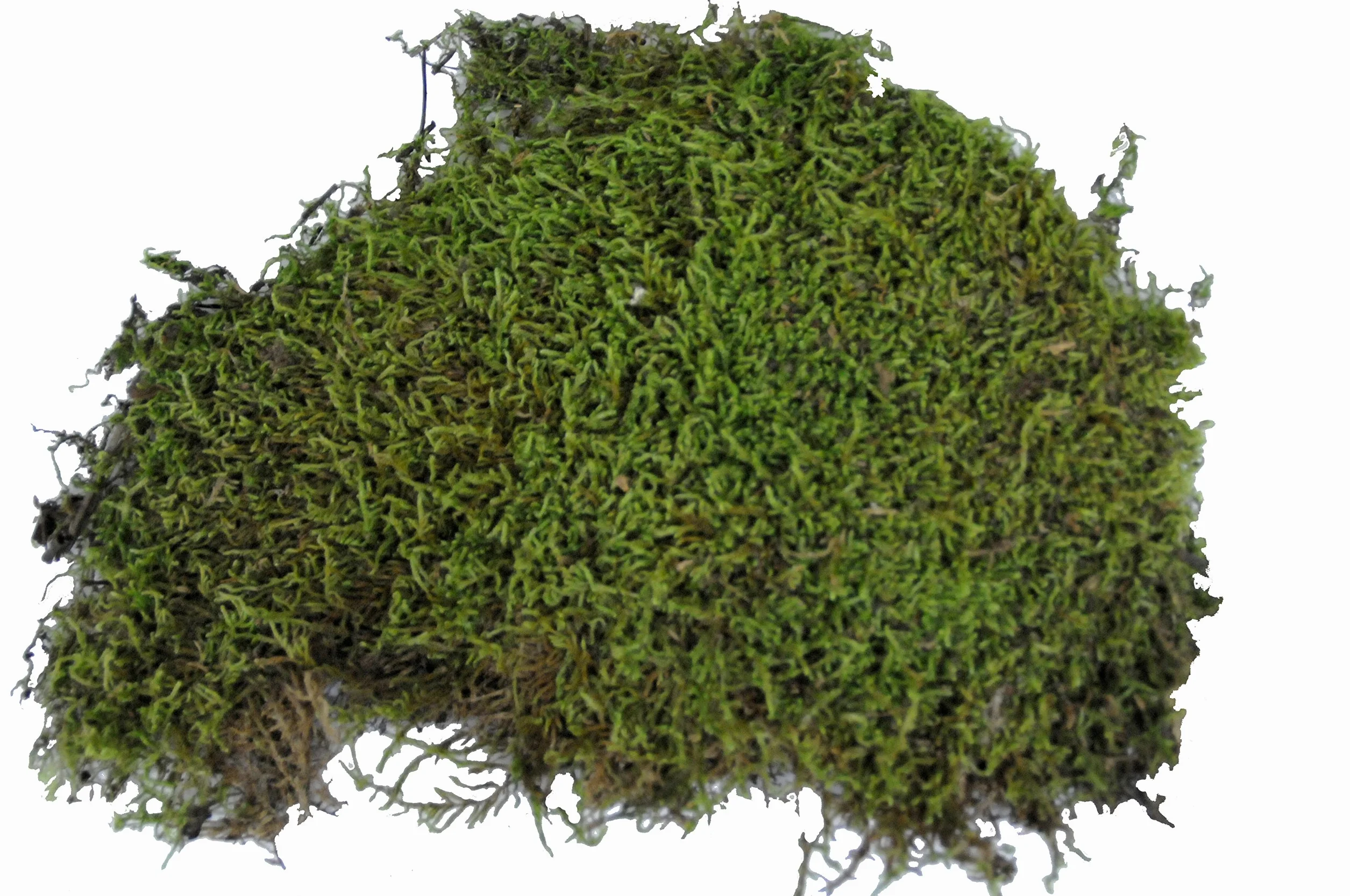 Lucky Reptile Mech Vivarium - 150g mchu do terrarium dla gadów - Świeży mech z kontrolowanych upraw - Mech do zwiększenia wilgotności powietrza - Mech dekoracyjny - Akcesoria dla gadów