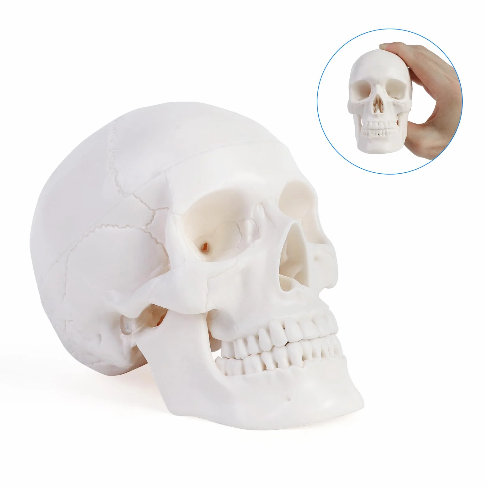ERWEY Mini model szkieletu ludzkiej czaszki z gryzącą szczęką do nauczania anatomii