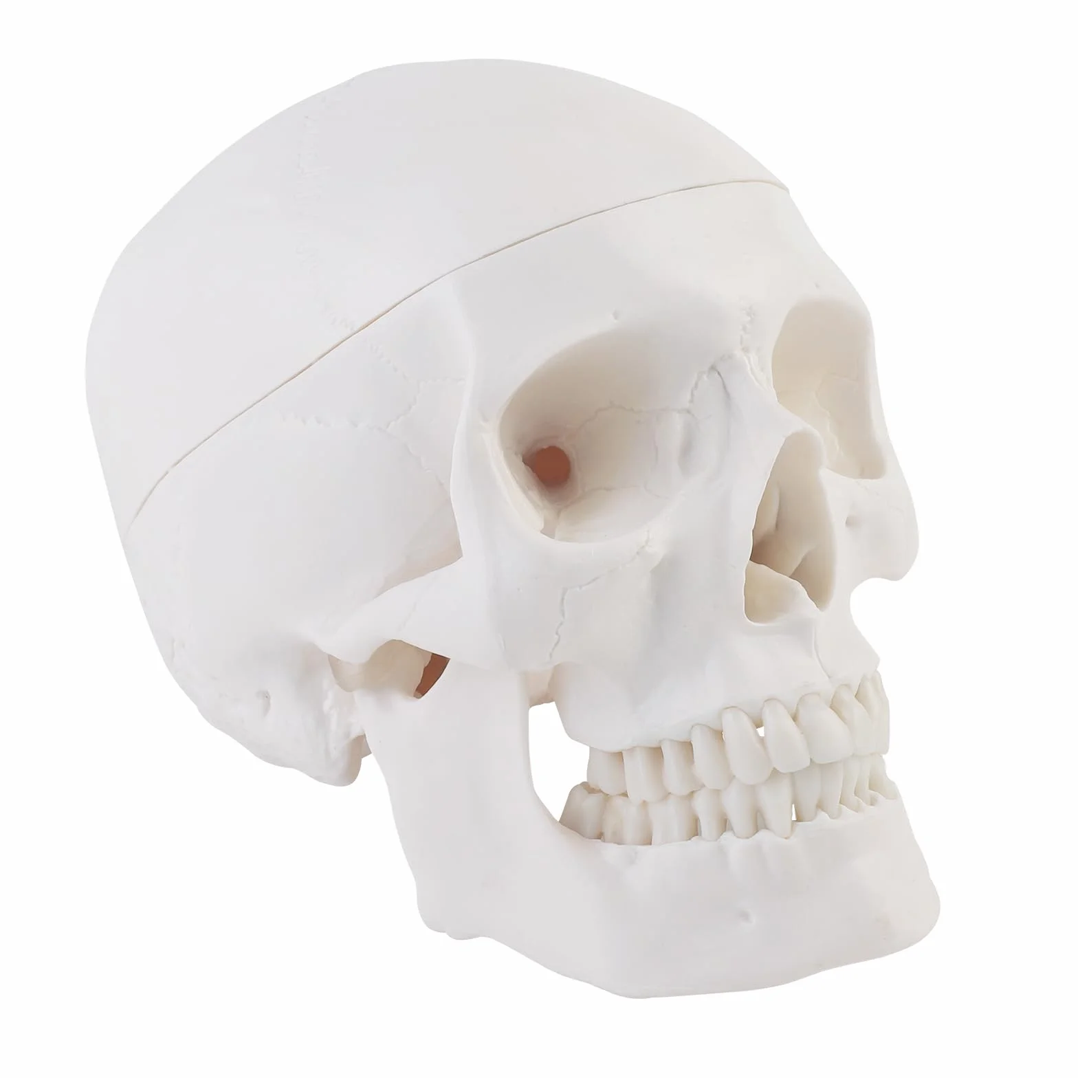 ERWEY Anatomiczny model czaszki szkielet model do nauki anatomii ，Biała