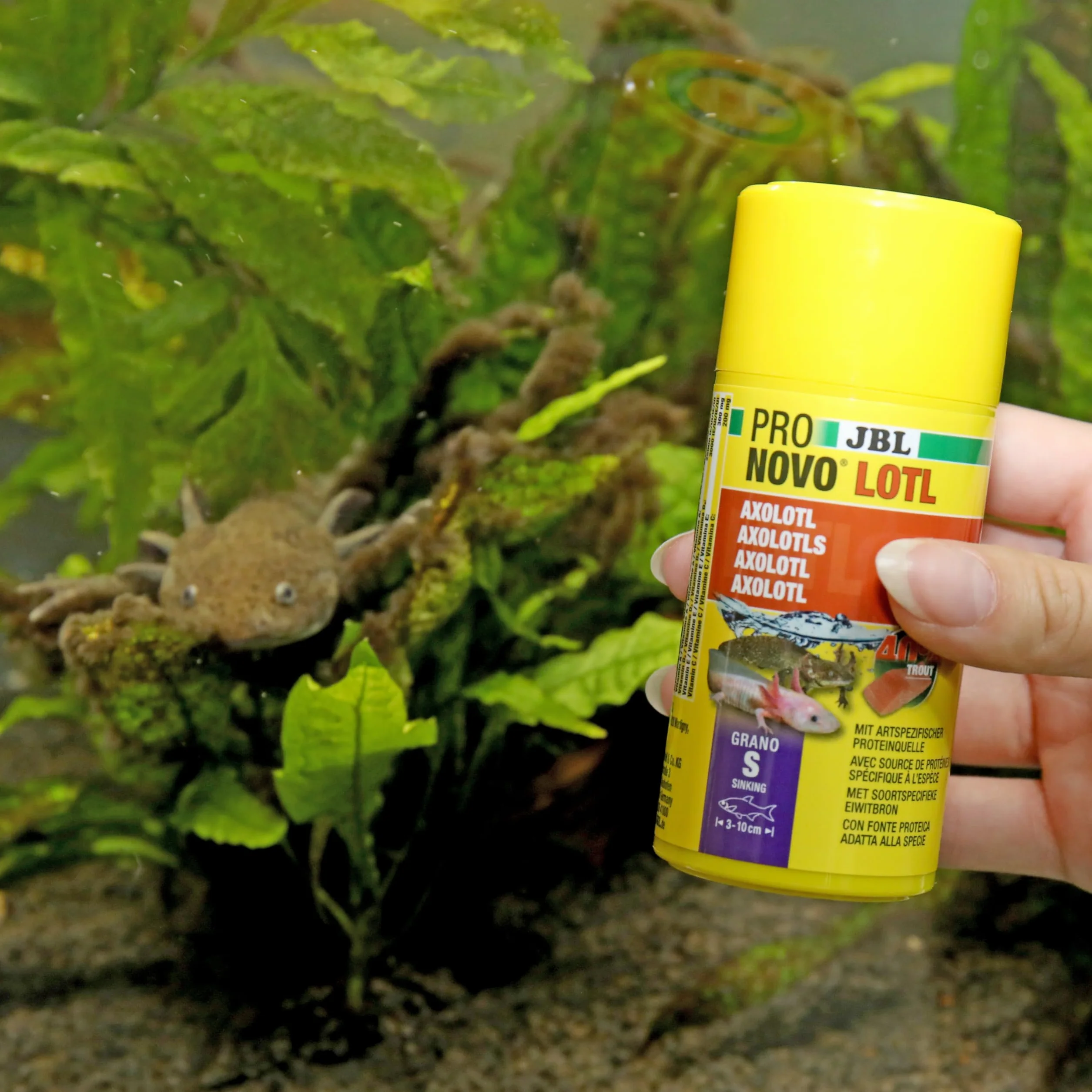 JBL PRONOVO LOTL GRANO, główny pokarm do Axolotl 3-10 cm, dozownik na klik, granulat do karmy dla ryb, rozmiar S, 100 ml