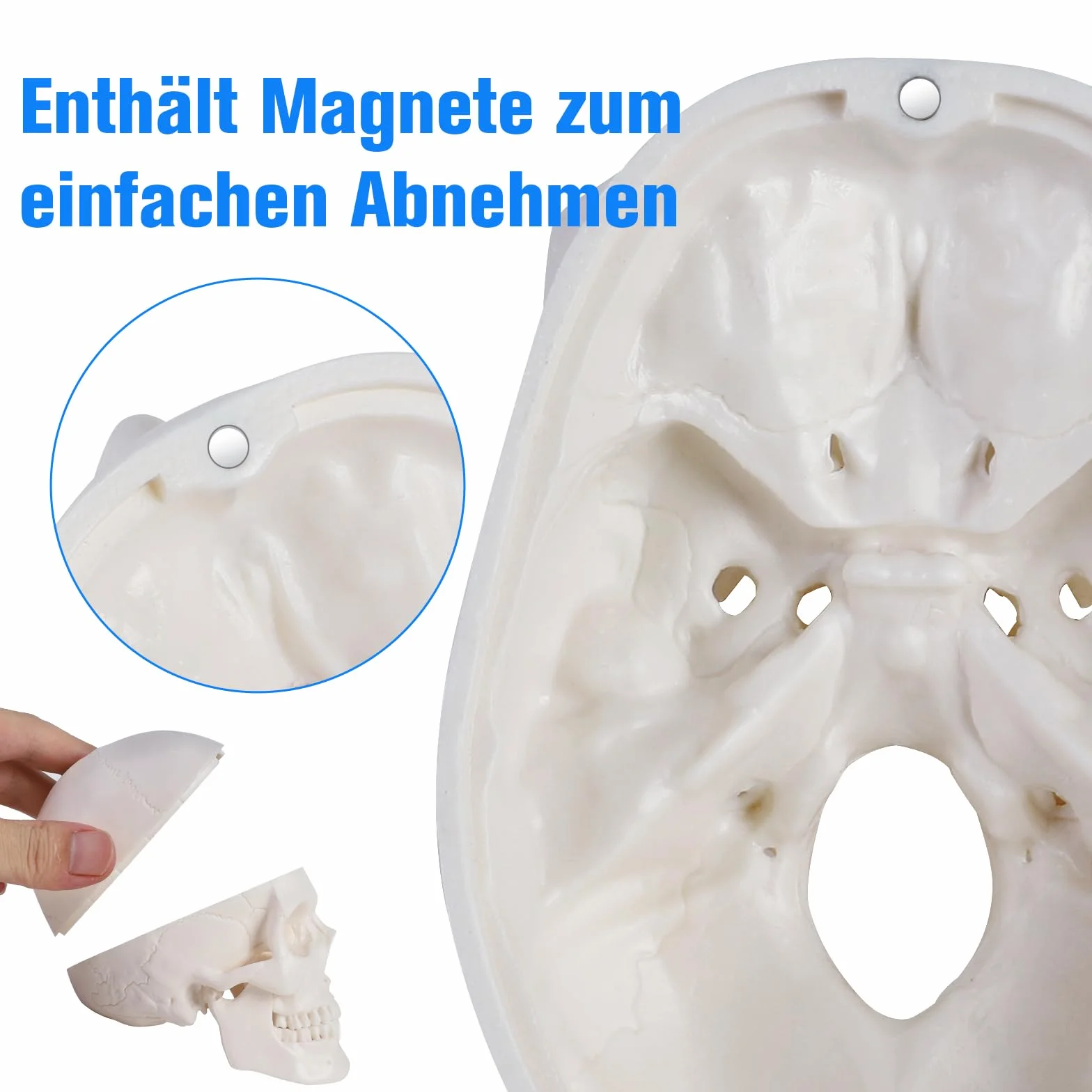 ERWEY Mini model szkieletu ludzkiej czaszki z gryzącą szczęką do nauczania anatomii
