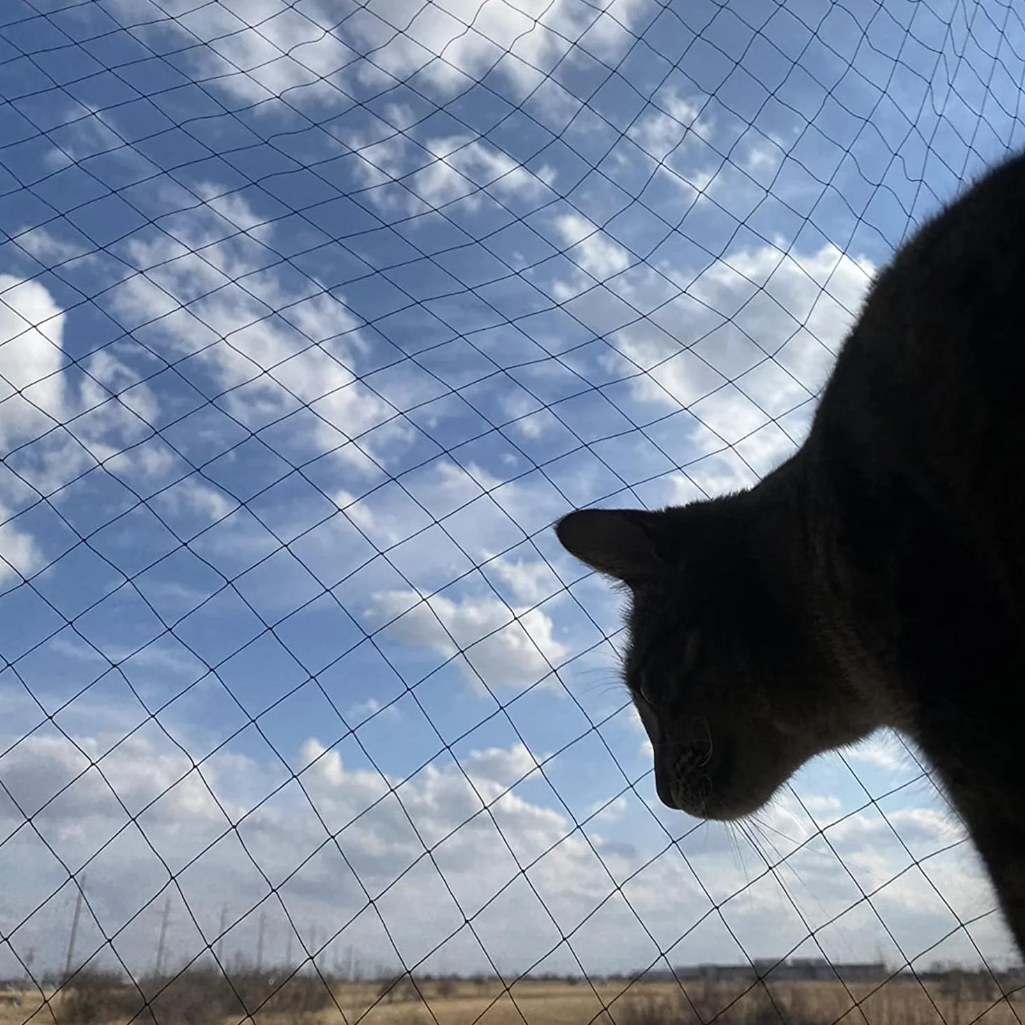 Siatka dla kota na balkon, 6 x 3 m, wzmocniona drutem, z linką mocującą 19 m, mocna, trwała, odporna na promieniowanie UV, odporna na warunki atmosferyczne, nadaje się na balkon, taras i okna