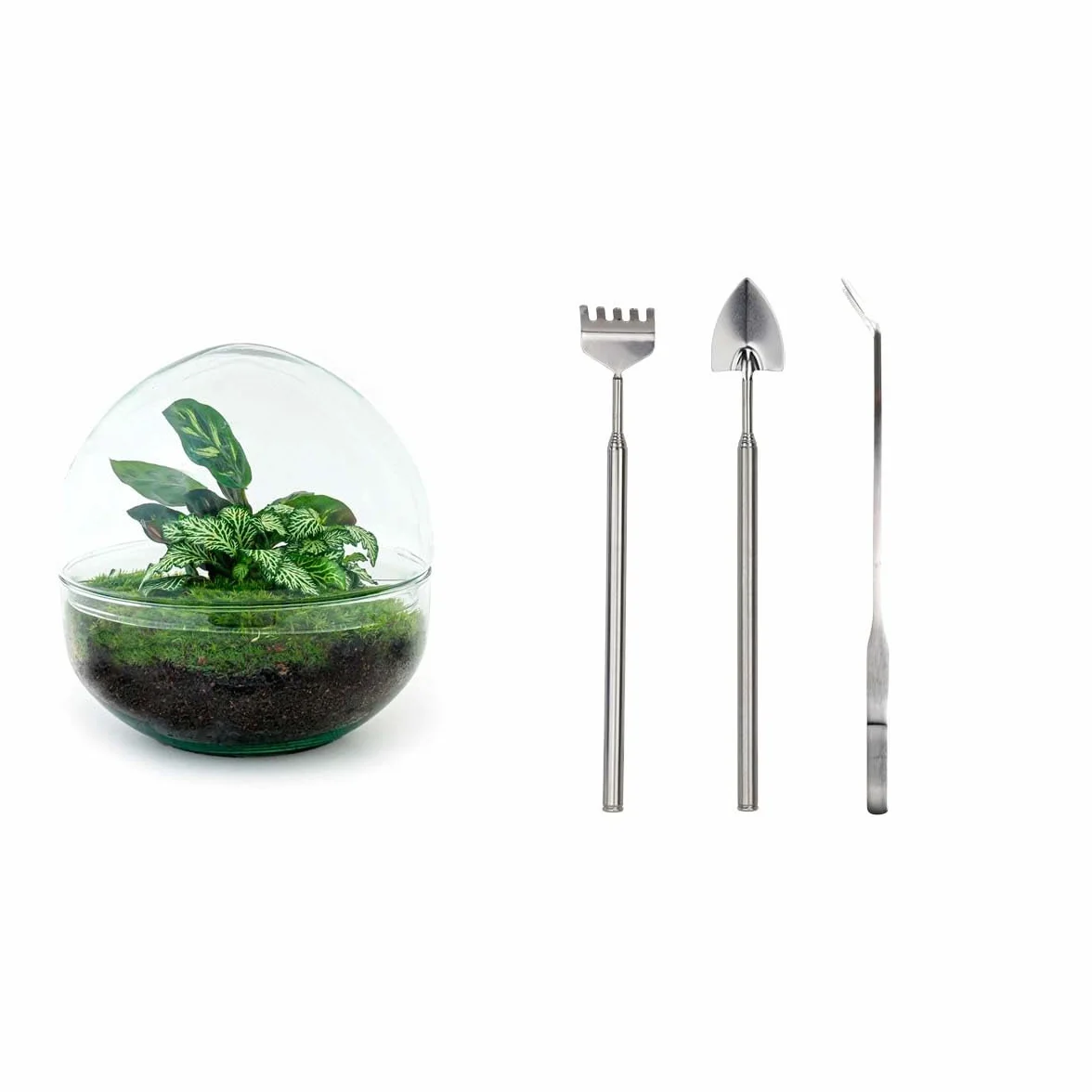 Terrarium do roślin • kopuła • ekosystem z roślinami • ↑ 20 cm – DIY – kompletny zestaw terrarium – terrarium roślin – miejski jngl | terrarium + grabienie + łopatka + pęseta