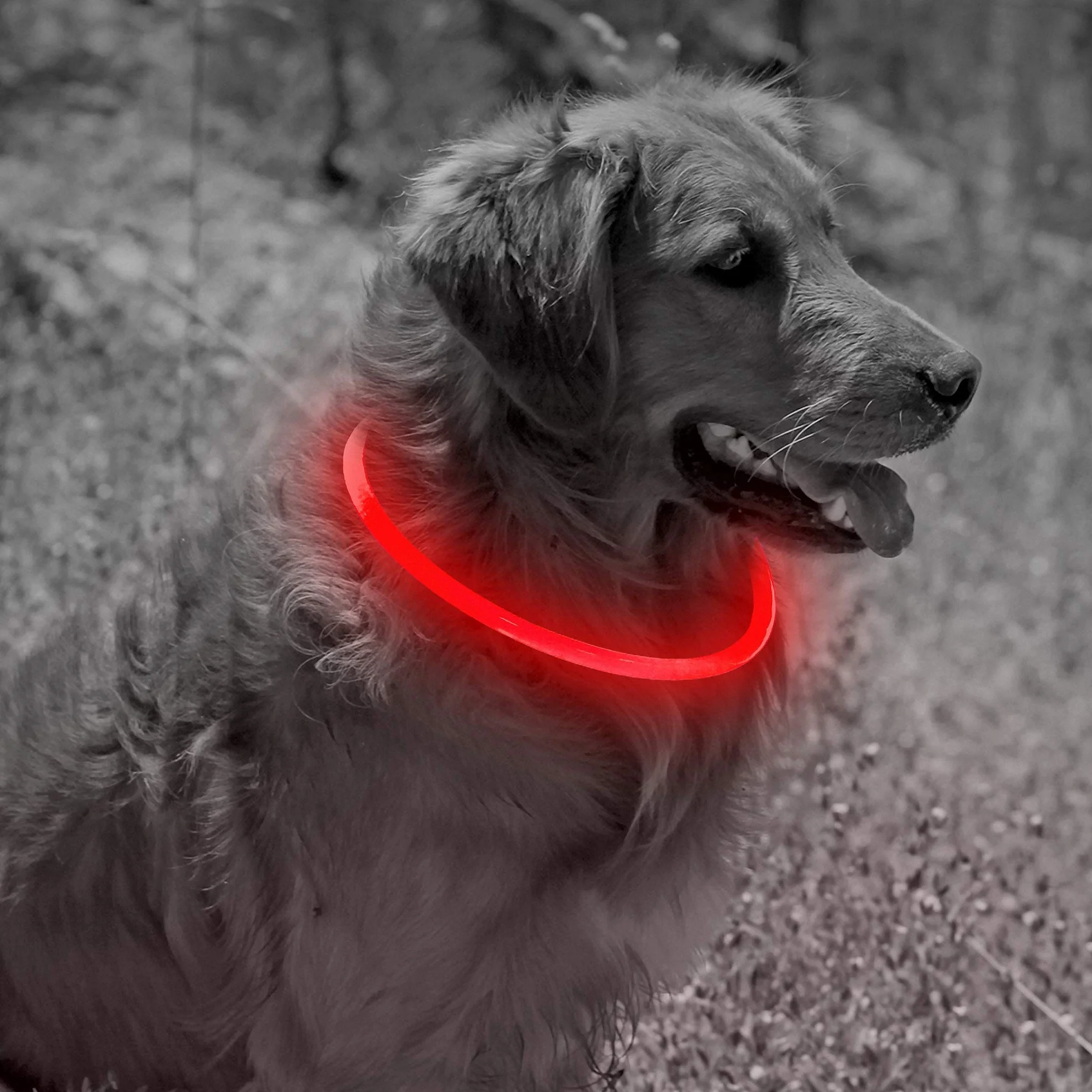 ELANOX LED obroża dla psa do ponownego ładowania USB uniwersalna obroża świetlna (czerwona)