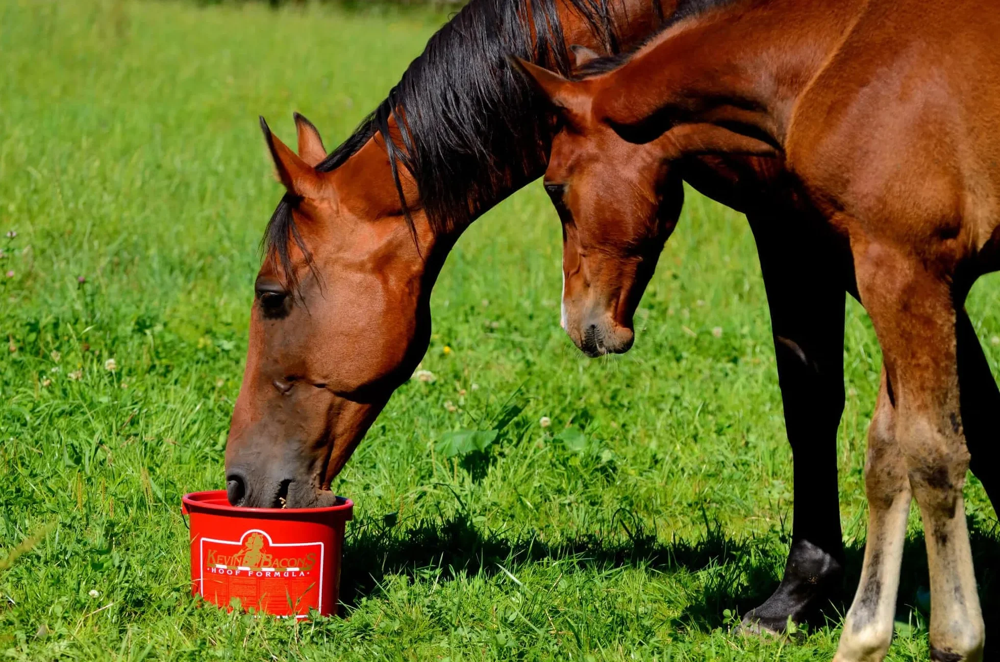 Kevin Bacon's Hoof Formula | 5 kg | Suplement diety dla koni | Przyspiesza wzrost kopyt i poprawia jakość rogu | Wysoka zawartość biotyny