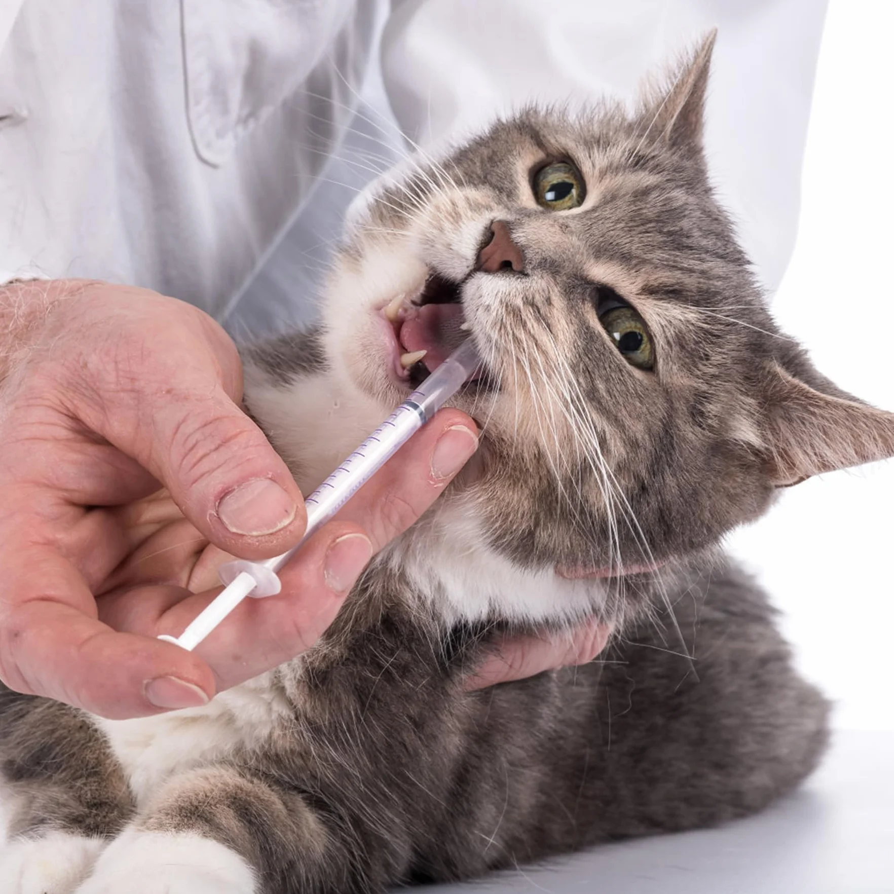 50 szt. 1 ml plastikowe strzykawki z nakrętkami bez igły Strzykawka do napełniania i pomiaru płynów, laboratoria naukowe, podlewanie roślin, karmienie zwierząt domowych, aplikator kleju