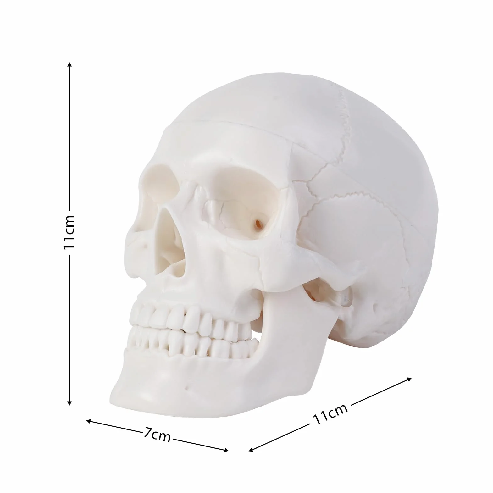 ERWEY Mini model szkieletu ludzkiej czaszki z gryzącą szczęką do nauczania anatomii