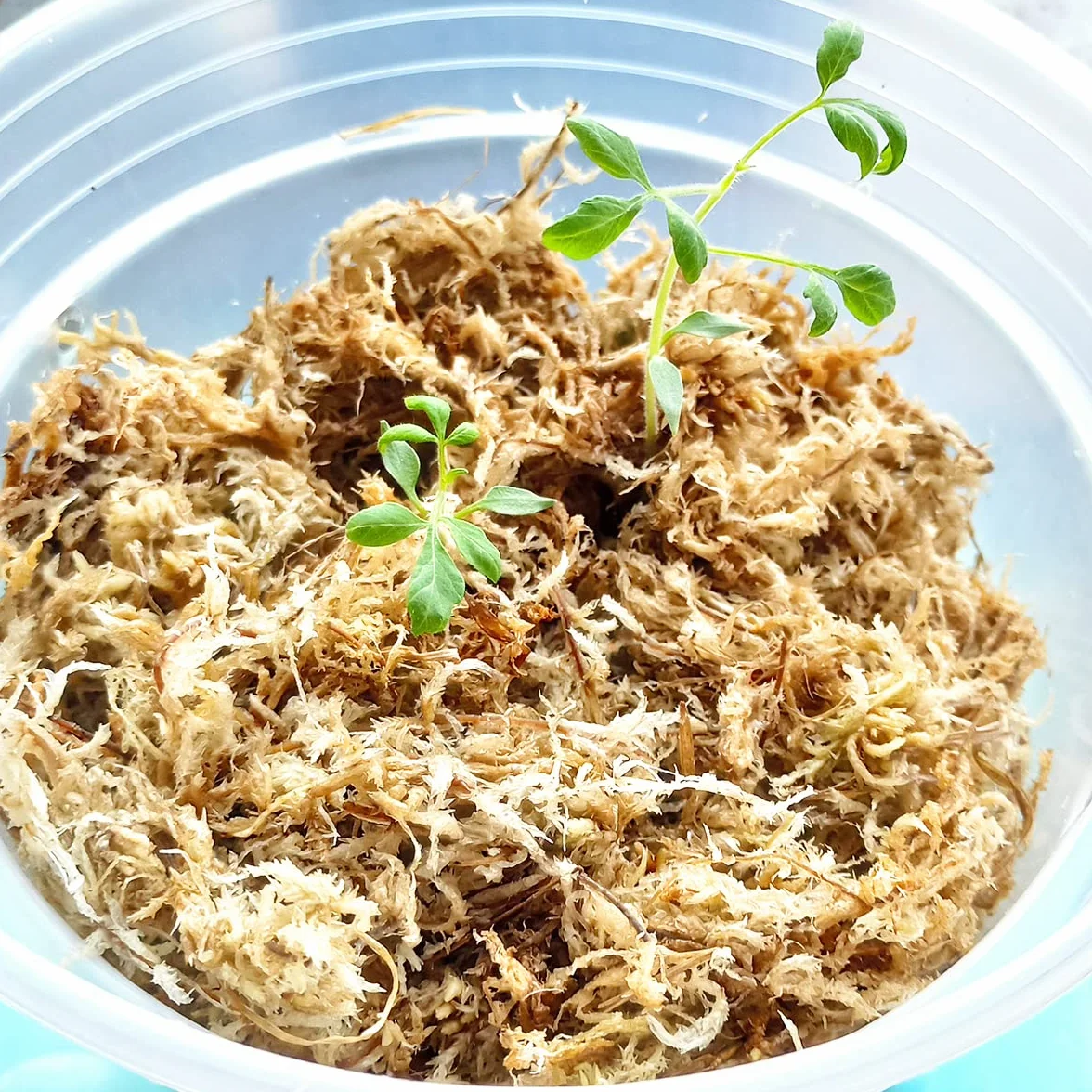 500 g mchu torfowca do roślin, premium skompresowany mech torfowca do storczyków