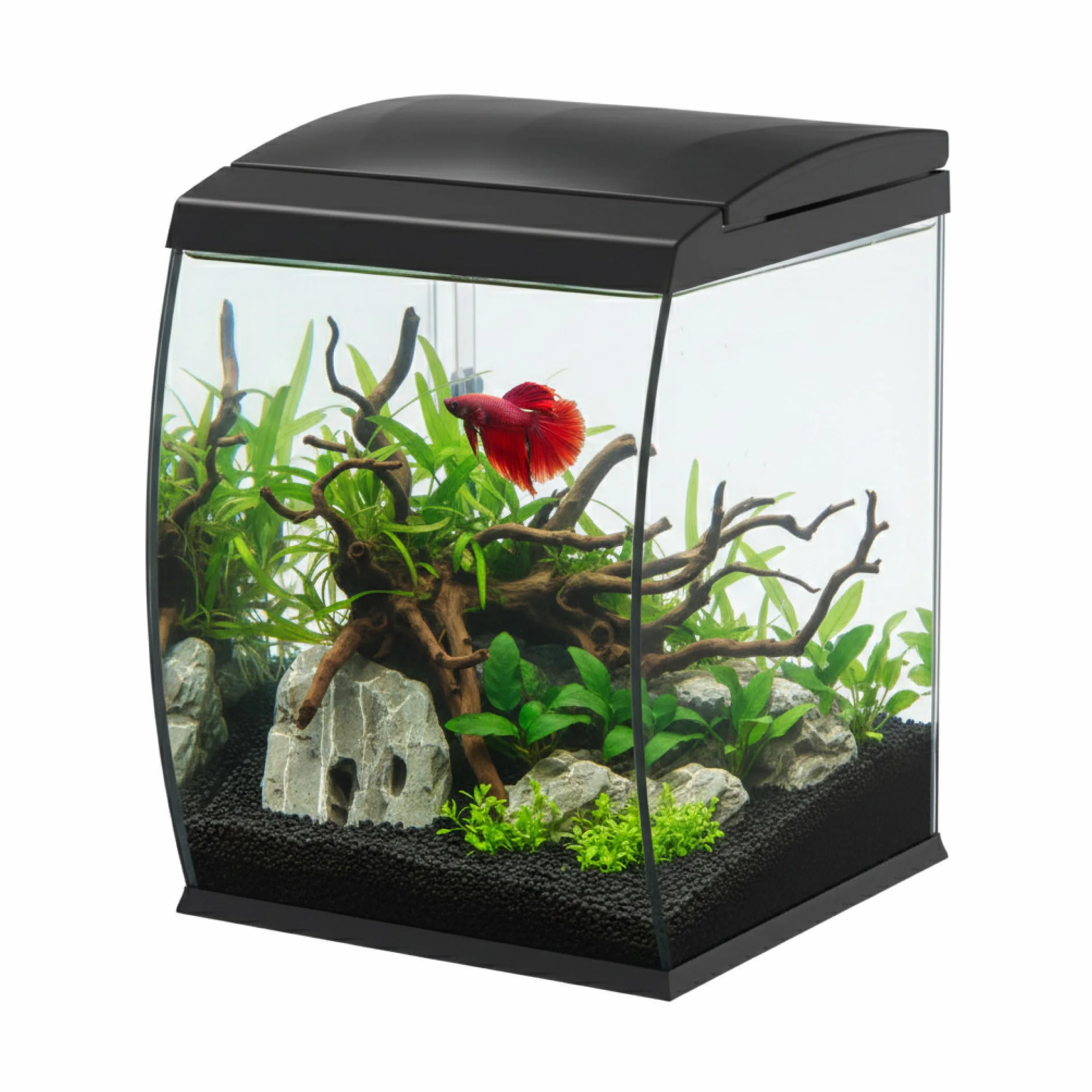 AQPET CurVe 35L zakrzywiony szklany akwarium z wbudowanym filtrem górnym i diodami LED 6 W – designerskie akwarium z pompką i pokrywką do automatycznego dozownika paszy (czarny)