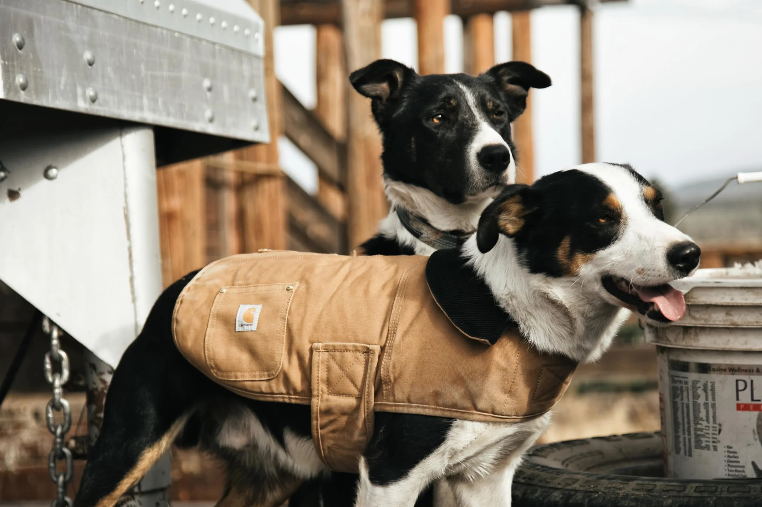Visit the Carhartt Store Chore Coat, Carhartt Brown, S