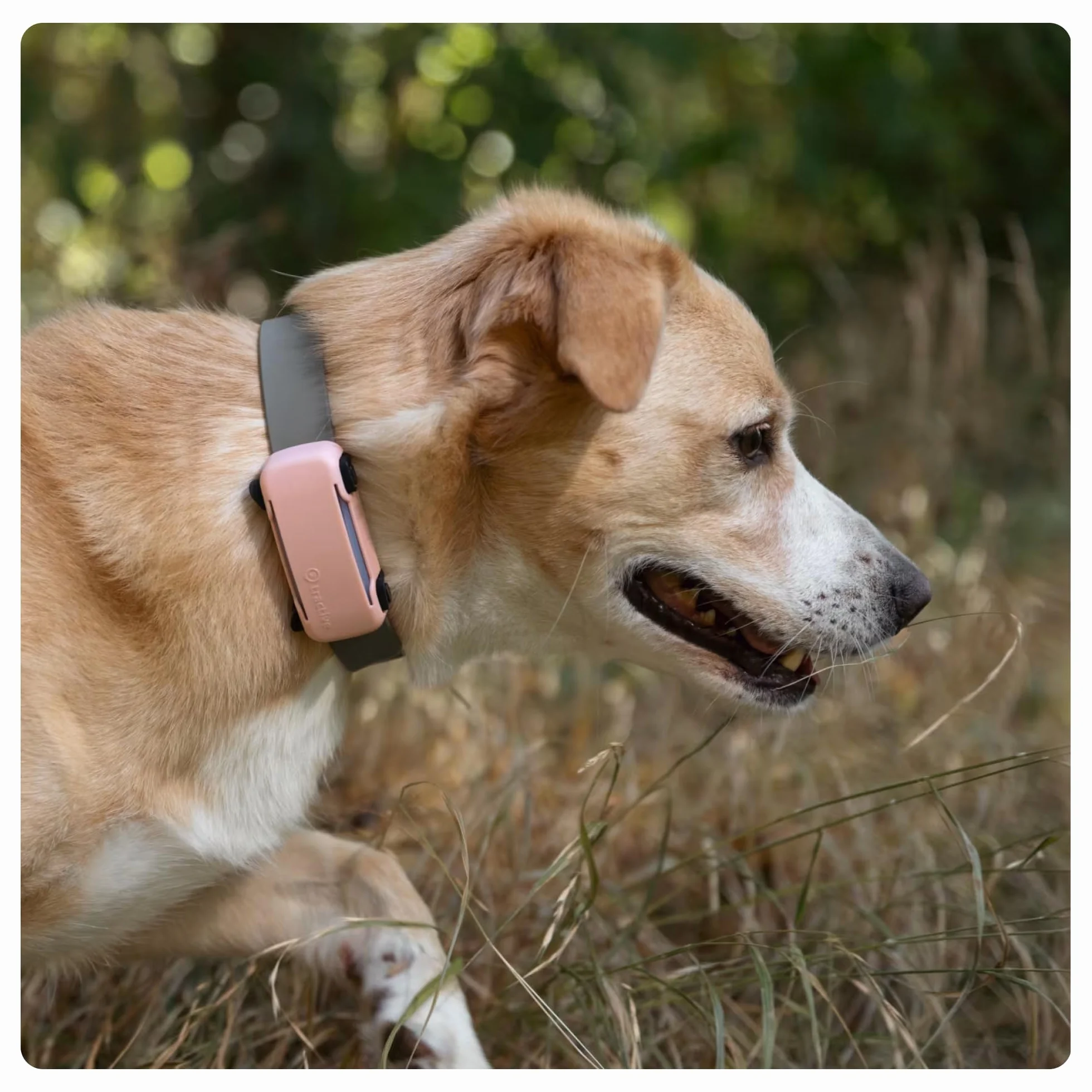 Tractive etui na lokalizator GPS DOG 6 — żółte