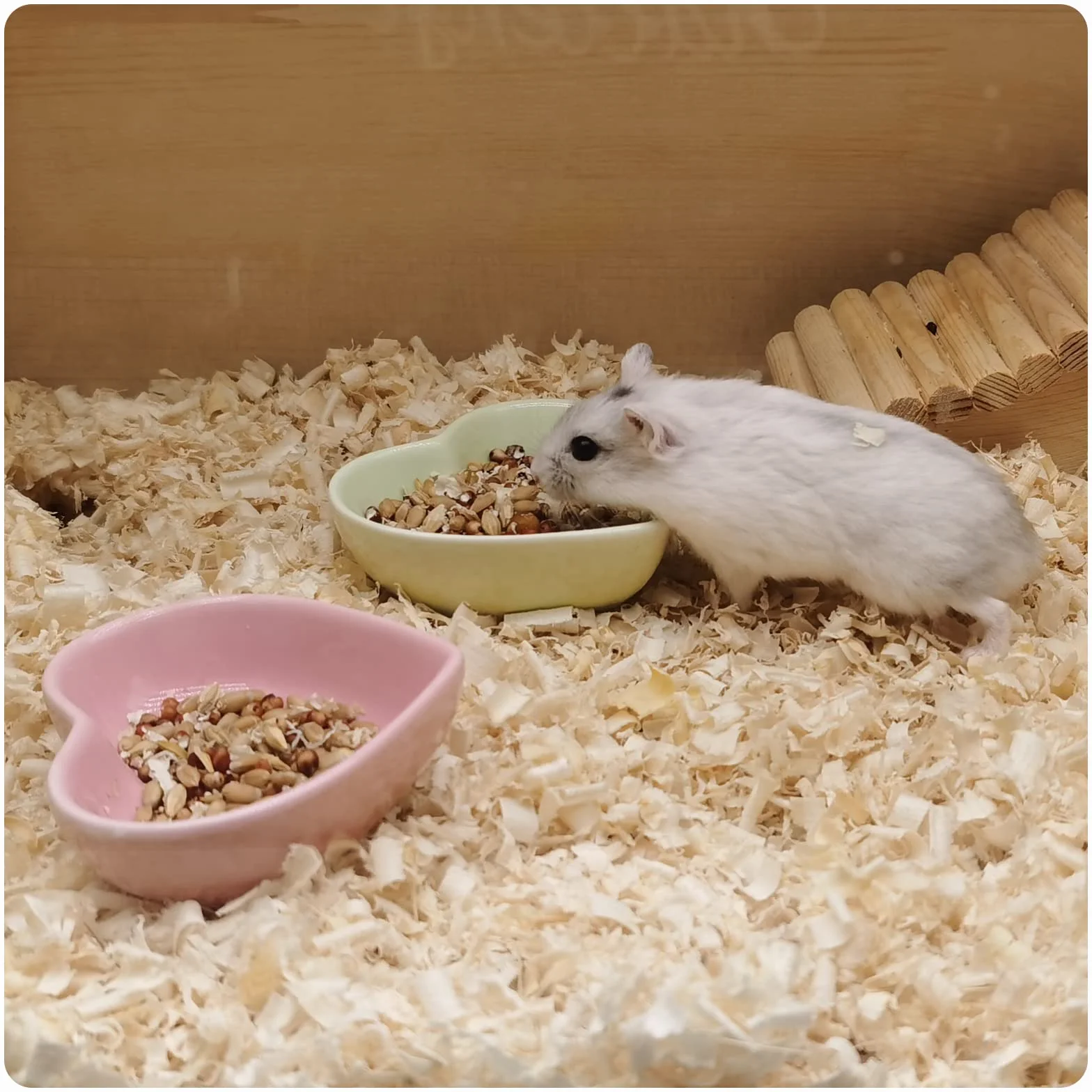 Miska dla chomika, ceramiczna miska na karmę w kształcie serca, nadaje się do prania, miska na wodę dla chomika, świnki morskiej, myszoskoczka, jeża, szynszyli, papugi (zielona)
