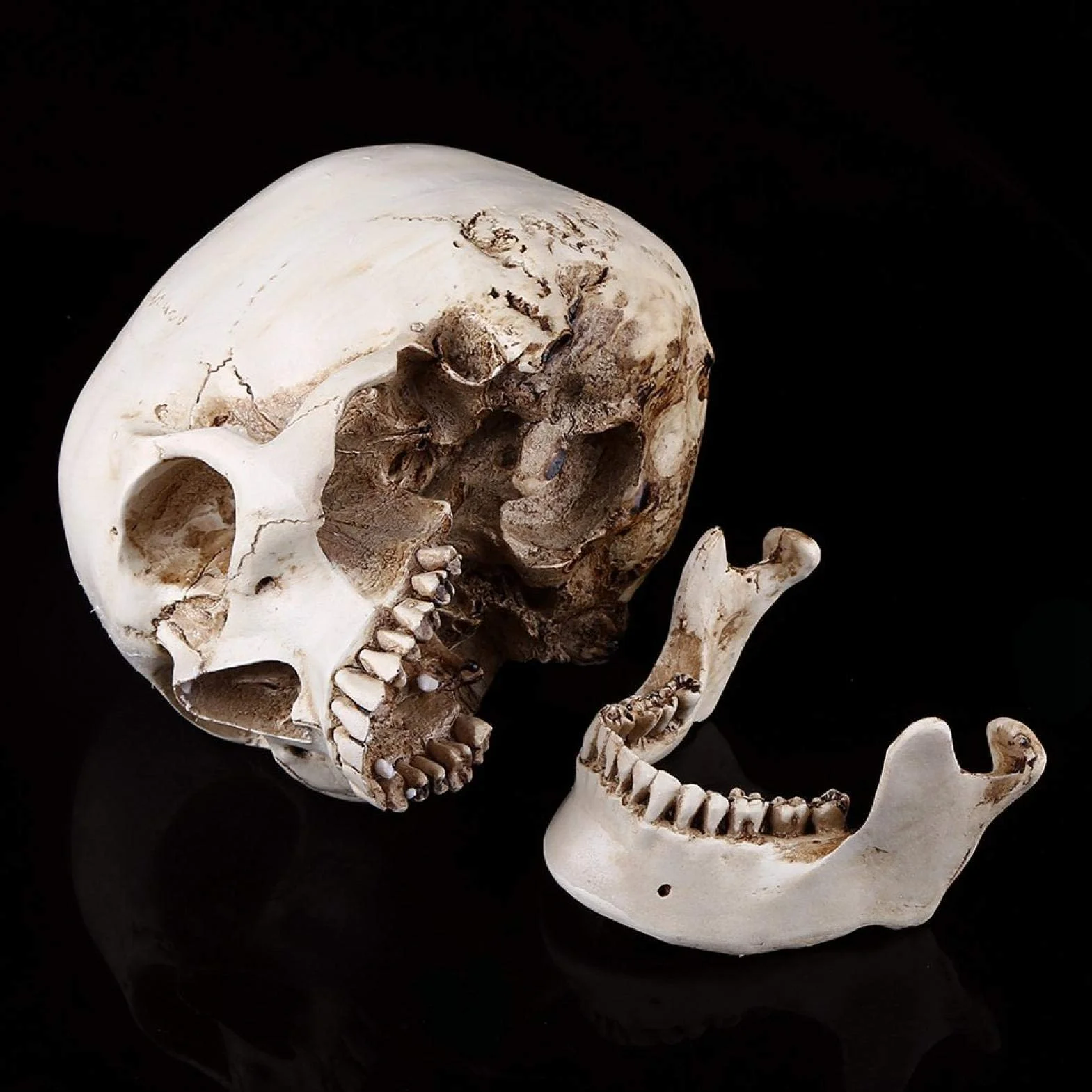 Replika ludzkiej czaszki 1:1 naturalnej wielkości żywica anatomiczny model medyczny Halloween