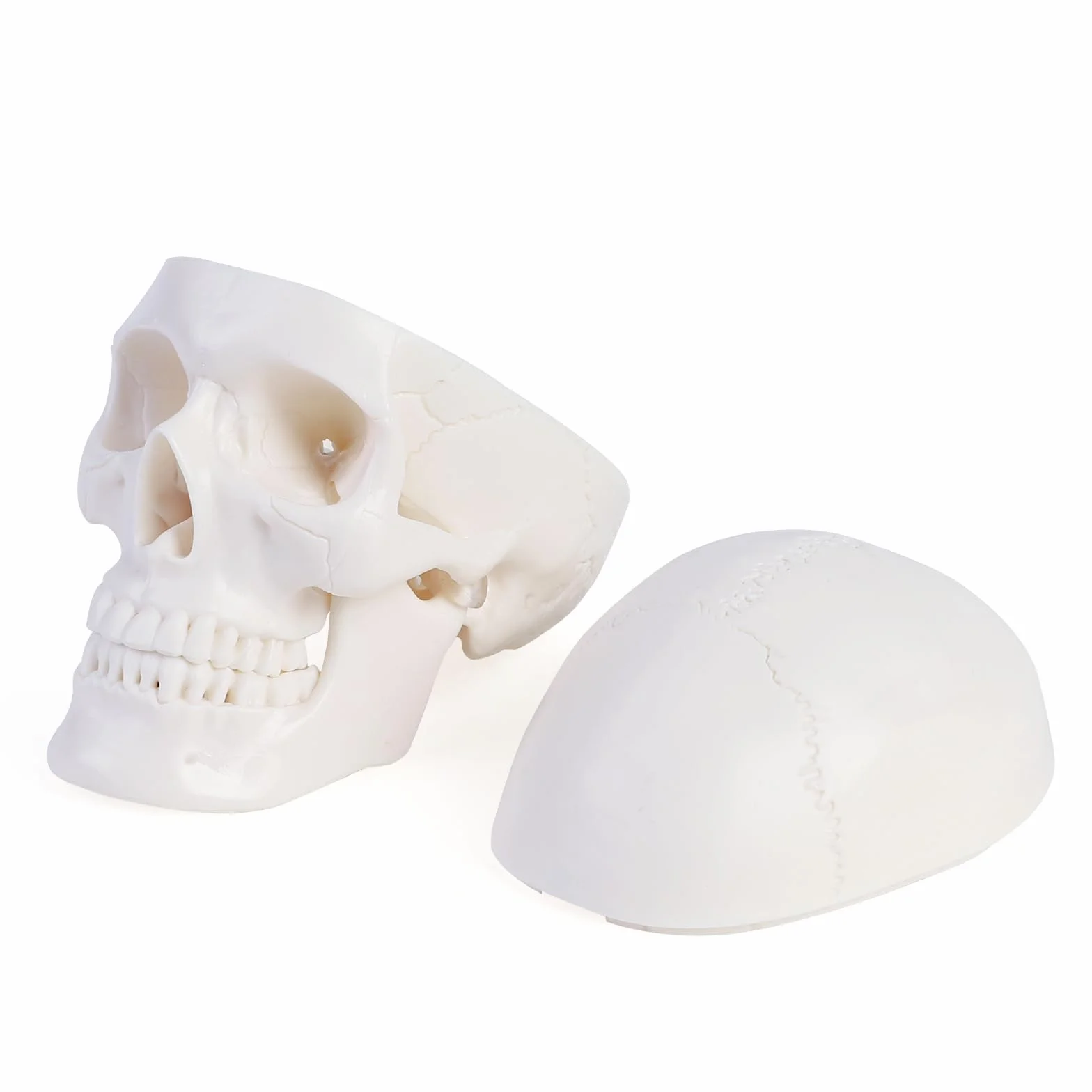 ERWEY Mini model szkieletu ludzkiej czaszki z gryzącą szczęką do nauczania anatomii