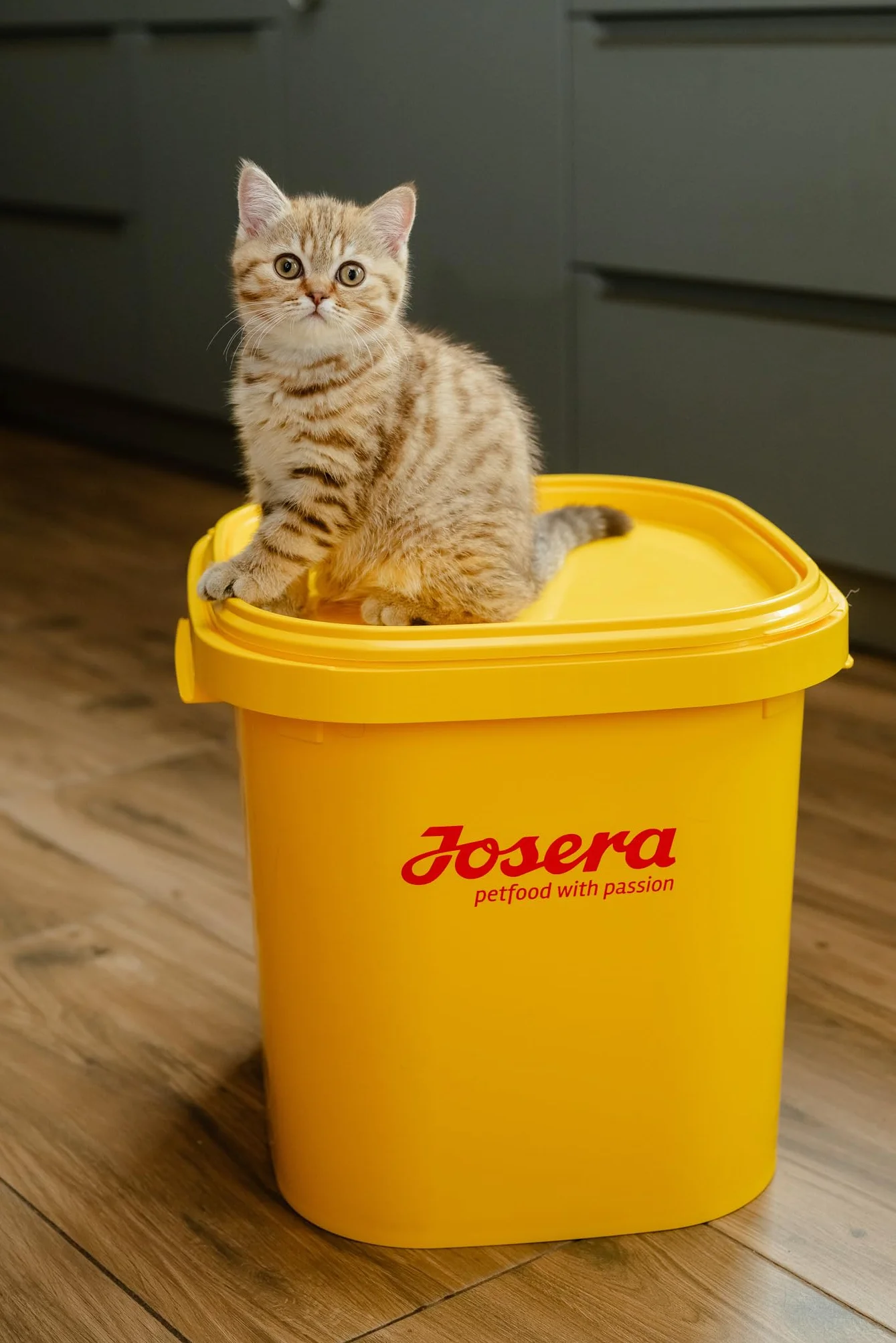 JosiCat Tasty Beef (1,9 kg) | sucha karma premium dla dorosłych kotów | karma dla kotów | Powered by JOSERA | 1 szt. w opakowaniu