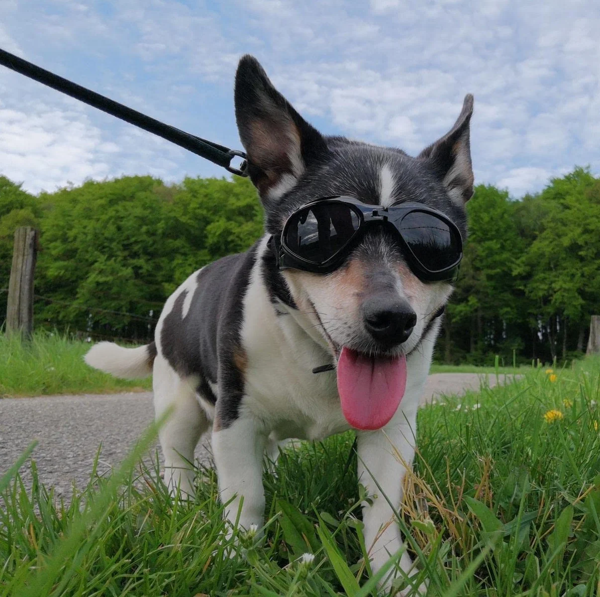 Pet Leso® gogle dla psów stylowe okulary przeciwsłoneczne dla szczeniąt ochrona przed wiatrem psie - czarne