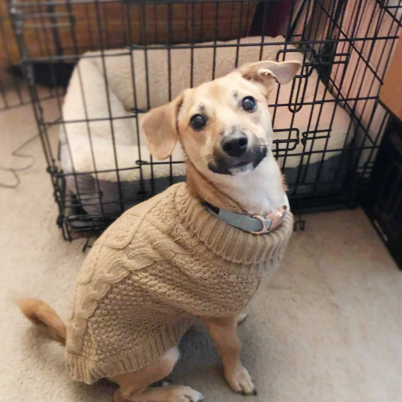 Mihachi Sweter dla psa z golfem, sweter dla psa, płaszcz zimowy, odzież klasyczna, dzianinowa odzież z otworem na smycz, na zimną pogodę