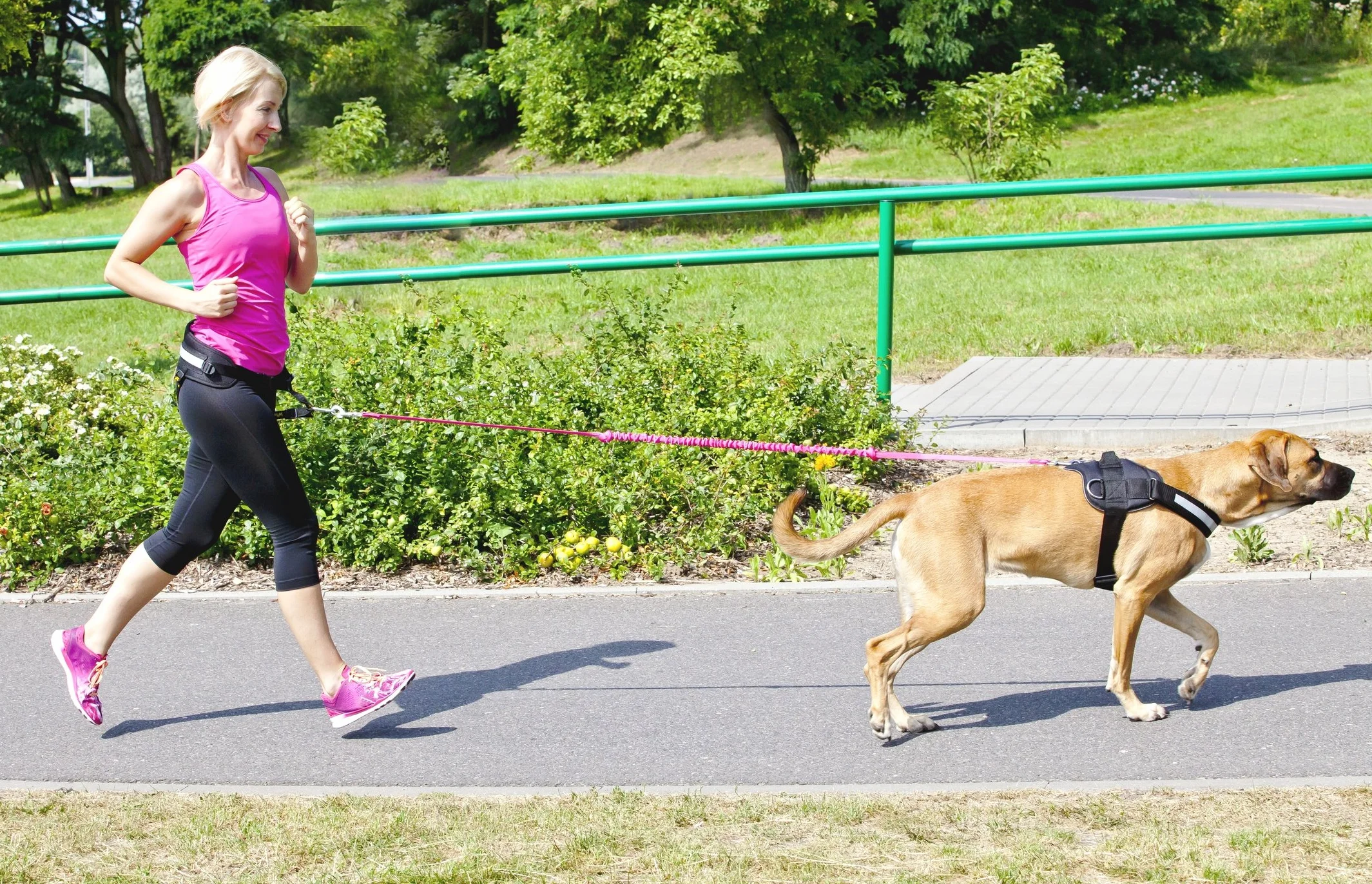 DINGO Pas Canicross 4 w 1, uniwersalny, regulowany, bezpieczny, odblaskowy, wielofunkcyjny, bez użycia rąk, do biegania, uprawiania sportu, joggingu, treningu, czarny (12780-2)