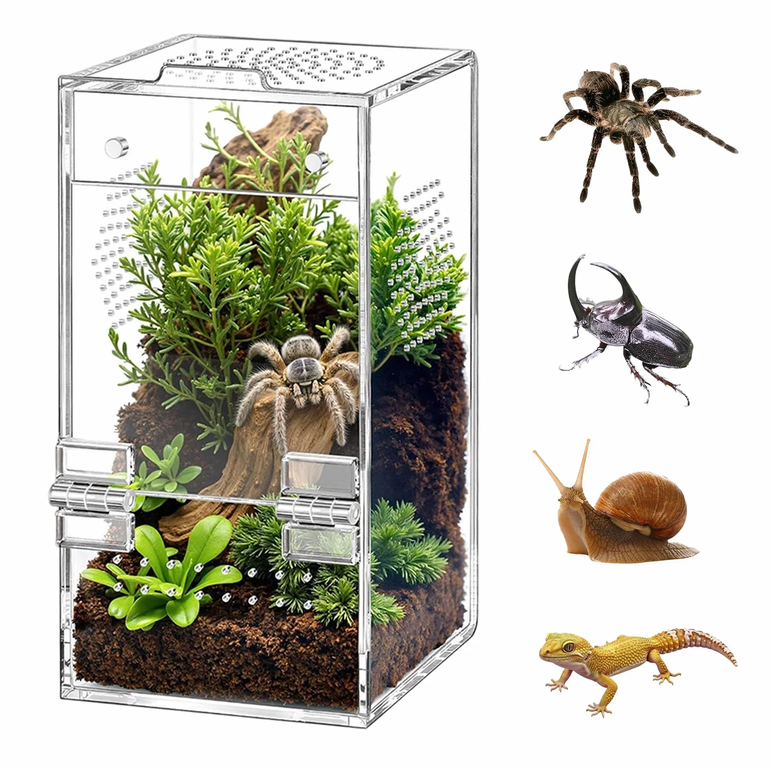 Akrylowe terrarium na pająki, 15,2 x 7,6, 7,6 cm, prostokątna wentylacja poprzeczna 360°, wstępnie zmontowany wybieg dla ślimaków, chrząszczy, ptaszników, żab i małych gadów