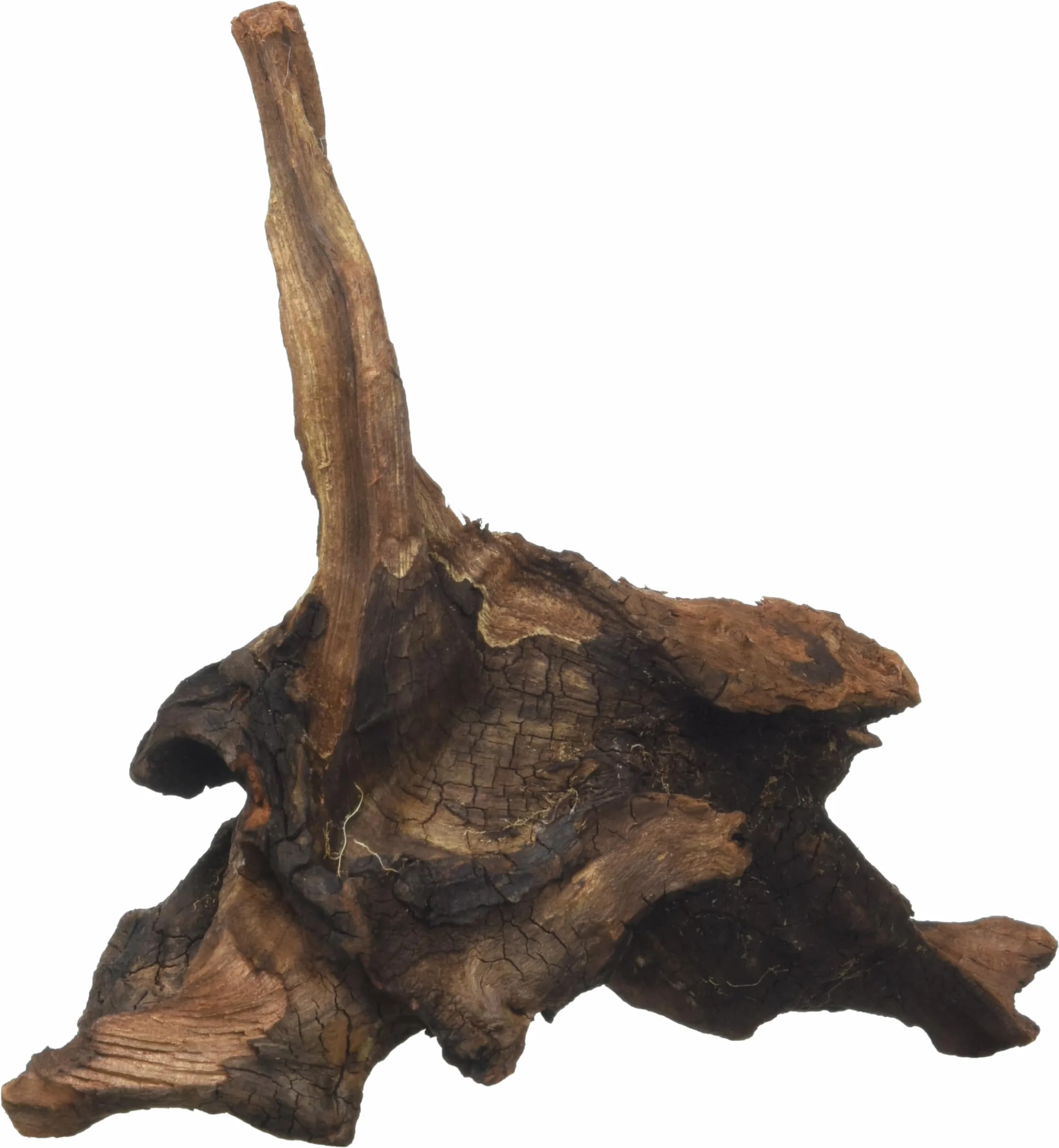 Amtra Mystic Wood 15-20 cm