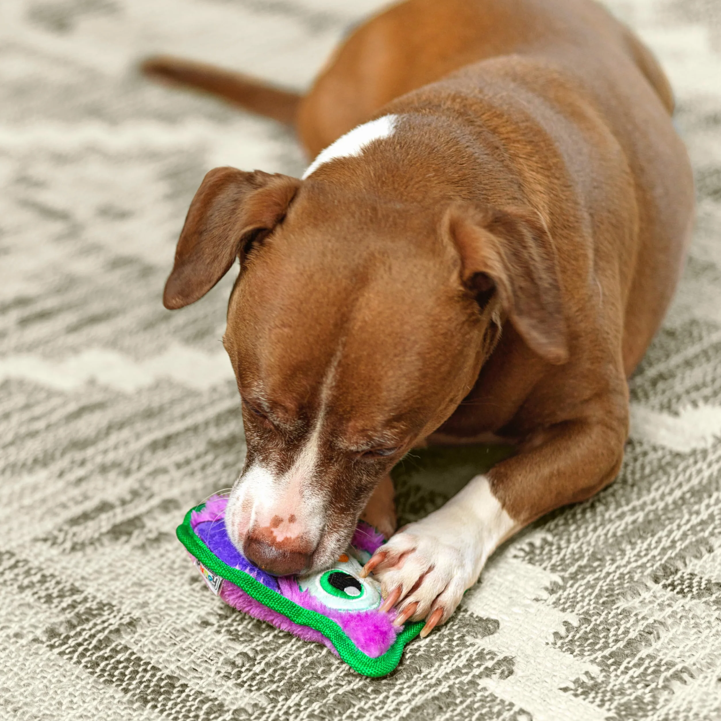 Outward Hound Invincibles Squeaky Dog Toy