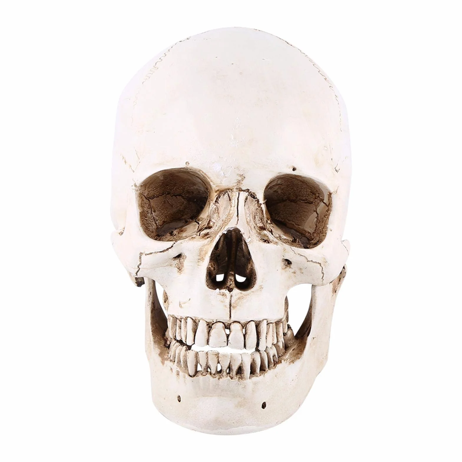 Replika ludzkiej czaszki 1:1 naturalnej wielkości żywica anatomiczny model medyczny Halloween
