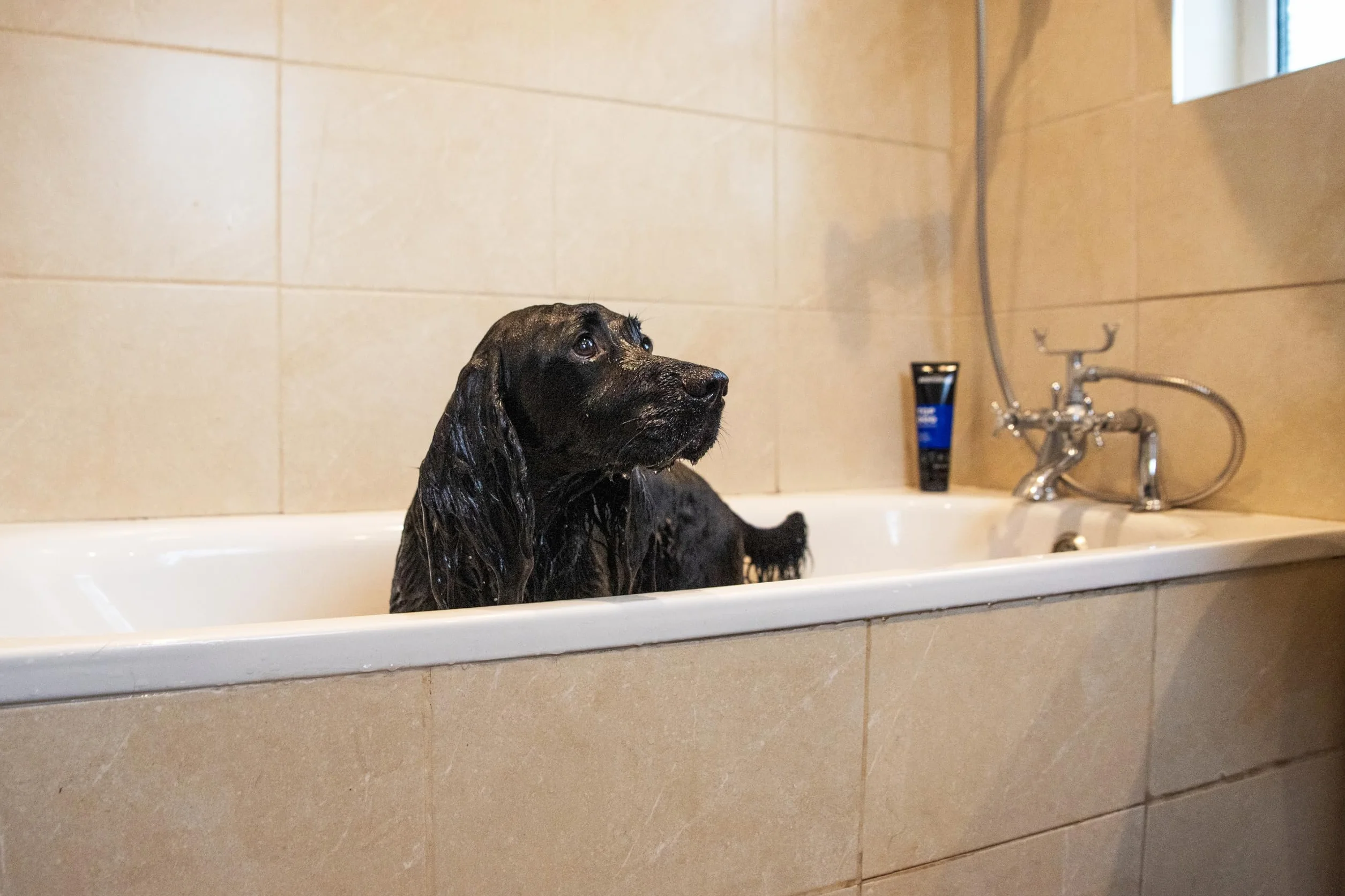 Animology ATD250 odżywka do pielęgnacji psów Top Dog Conditioner