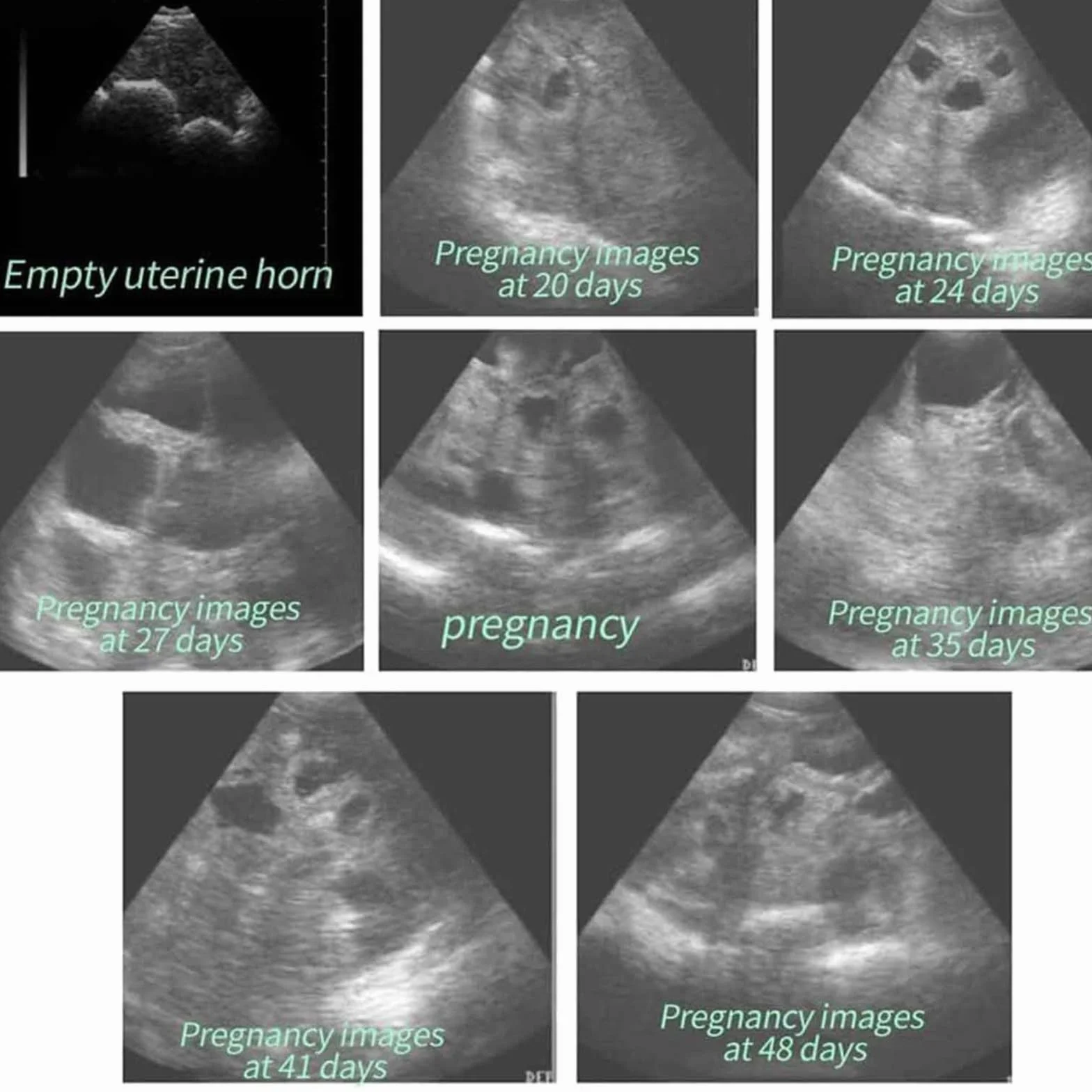 LTSRLL Veterinary Ultrasound Skaner, skaner ultrasonograficzny w celu ręcznego pomocy ciążowej dla weterynarzy, maszyna do skanera ultradźwiękowego z sondą 3,5 MHz dla świń lub owczych