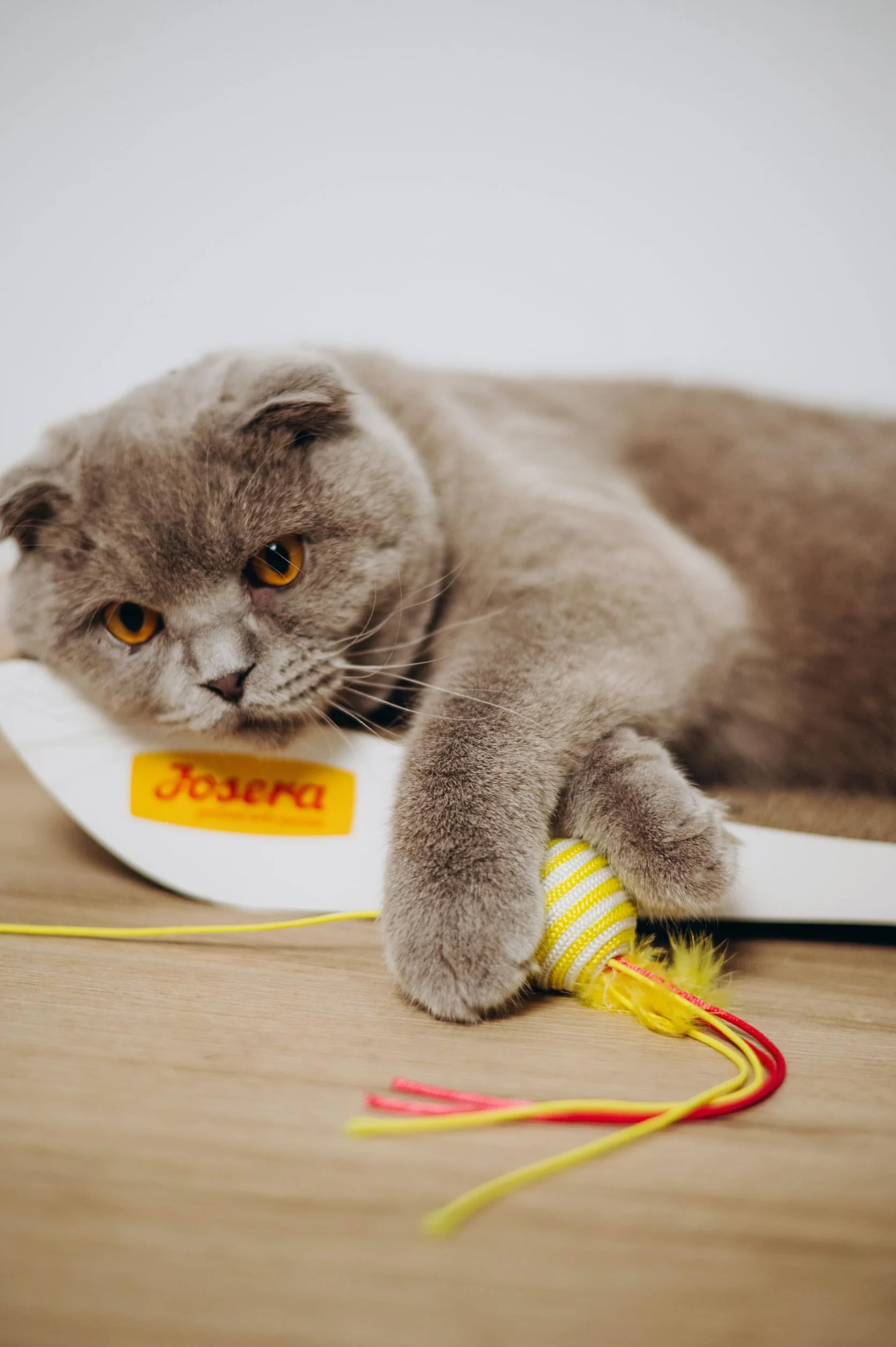 JosiCat Kitten (1 x 10 kg) | Karma dla kotów o wysokiej zawartości energii i cennym olejku z łososia i witamin, sucha karma premium dla rosnących i karmiących kotów, Powered by JOSERA, 1 szt. w
