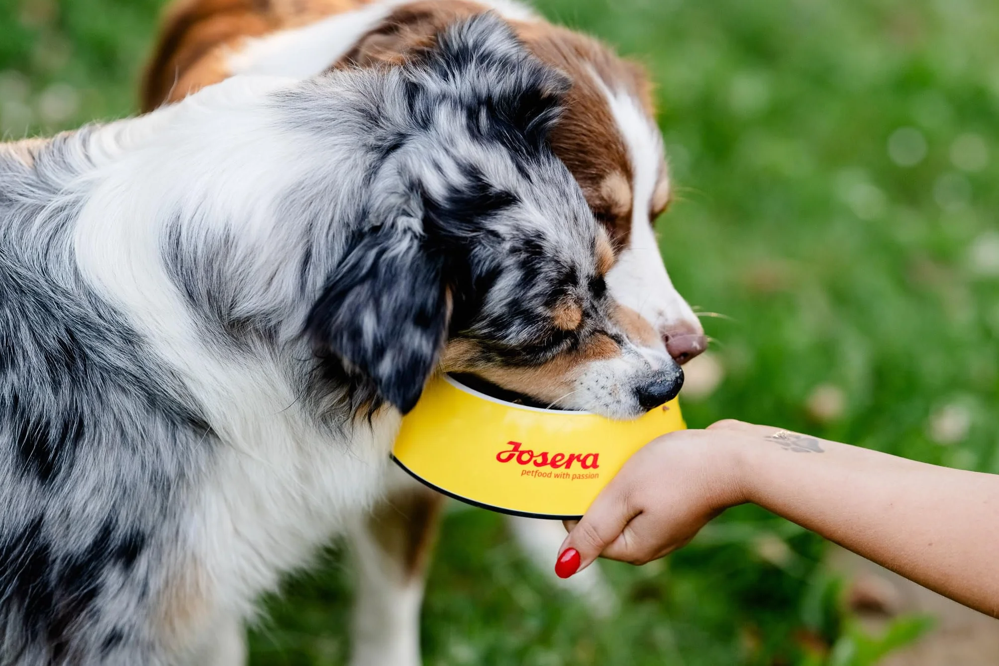 JosiDog Mini (900 g) | karma dla psów dla małych ras | sucha karma dla dorosłych psów | Powered by Josera | 1 opakowanie