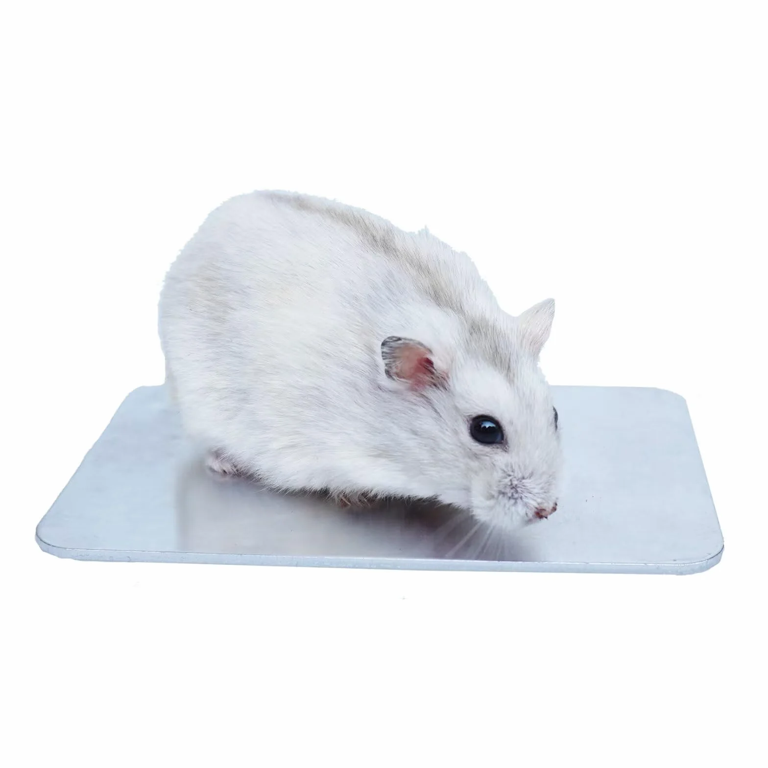 Płytka chłodząca dla chomika 12 cm x 8 cm, niezbędny dodatek do letniej klatki dla chomika