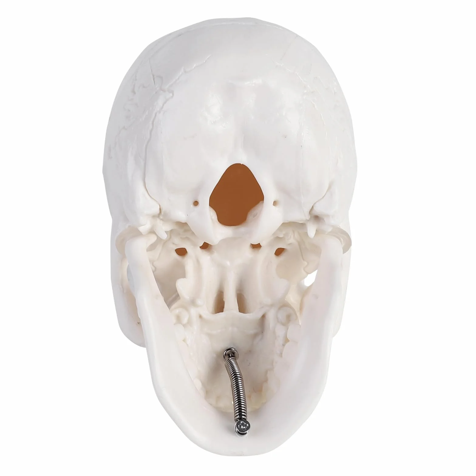 ERWEY Mini model szkieletu ludzkiej czaszki z gryzącą szczęką do nauczania anatomii
