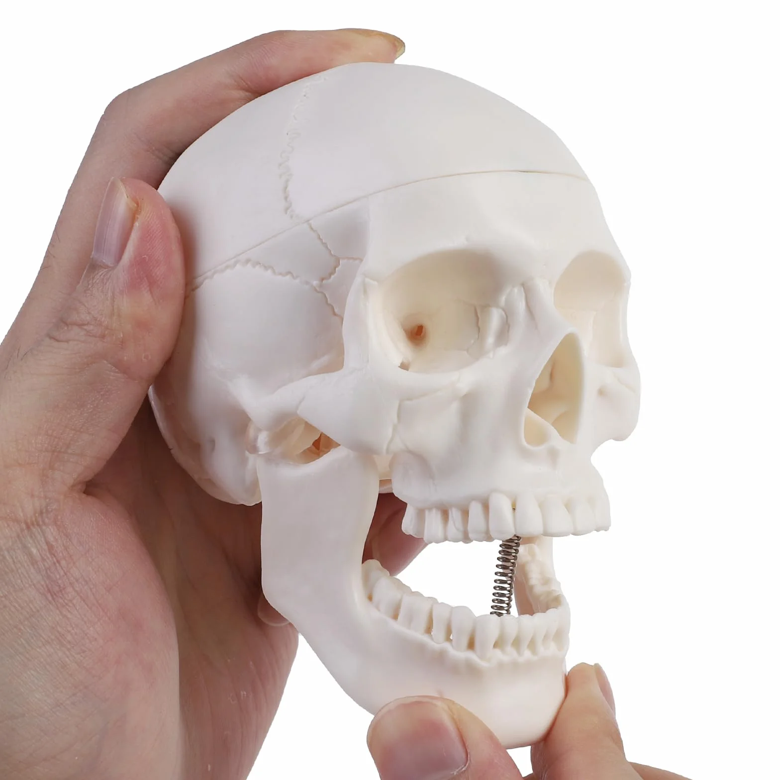 ERWEY Mini model szkieletu ludzkiej czaszki z gryzącą szczęką do nauczania anatomii
