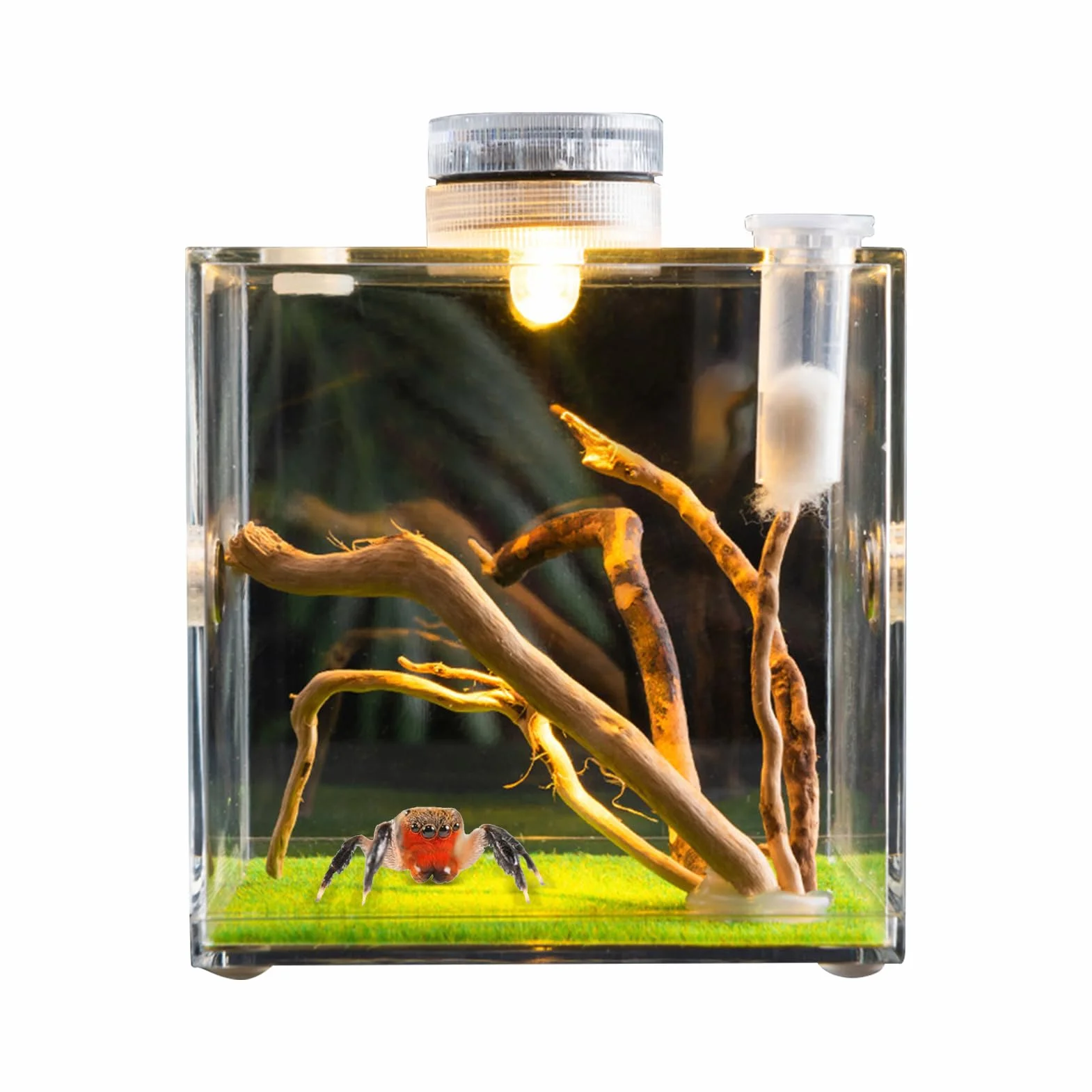 Skaczący pająk obudowa wiosna pająk salon pająk terrarium tarantula obudowa pająk klatka akrylowa chrząszcz terrarium owad terrarium
