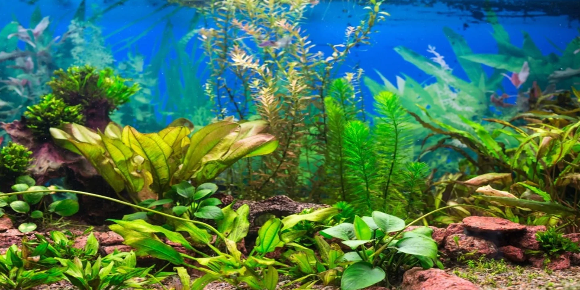 120 x 50 cm tło akwarium roślina wodna rzeka łóżko i jezioro akwarium plakat tło winylowe tło